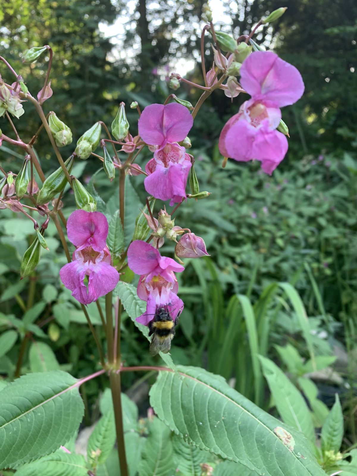 Naturgarten Dehmeche