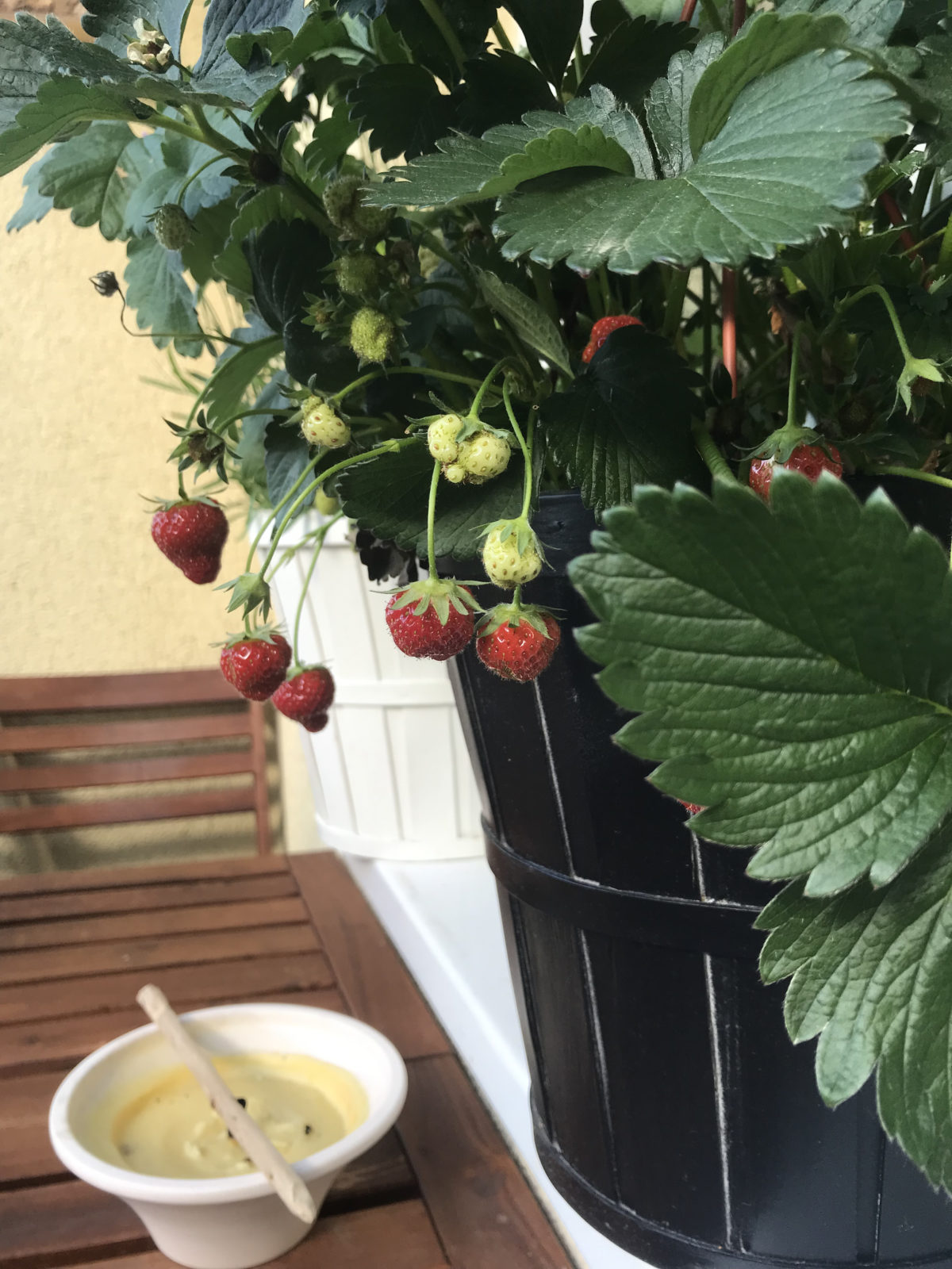 Kleine Oase für Bienen, Insekten und Menschen