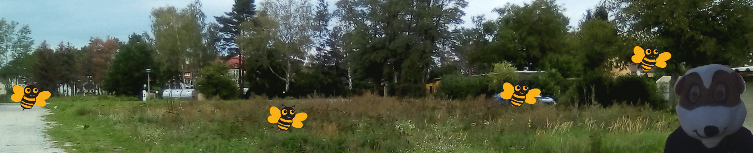Landebahn für Wildbienen – Bienenwald Weißwasser