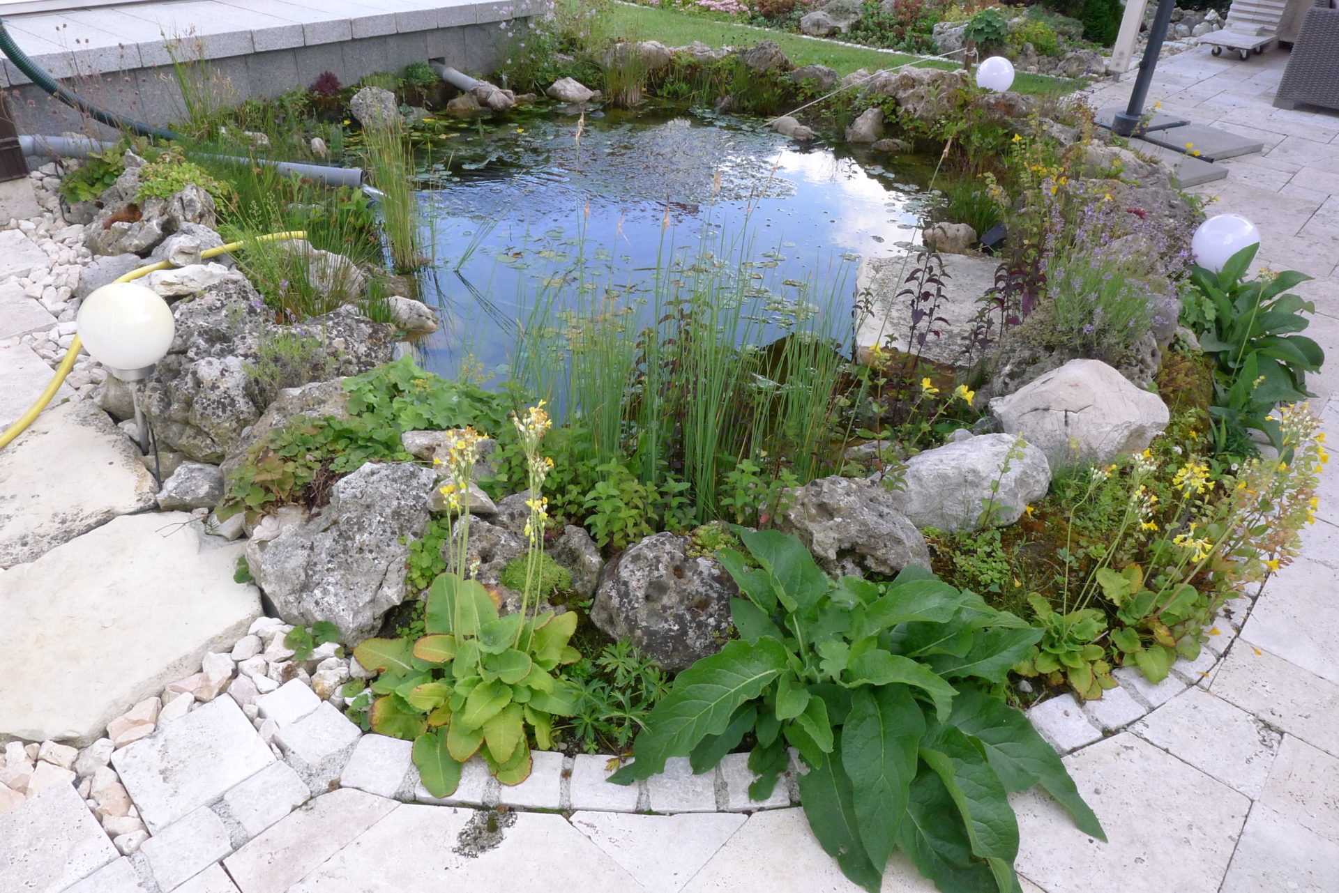 Blumenwiese Spähn-Merk