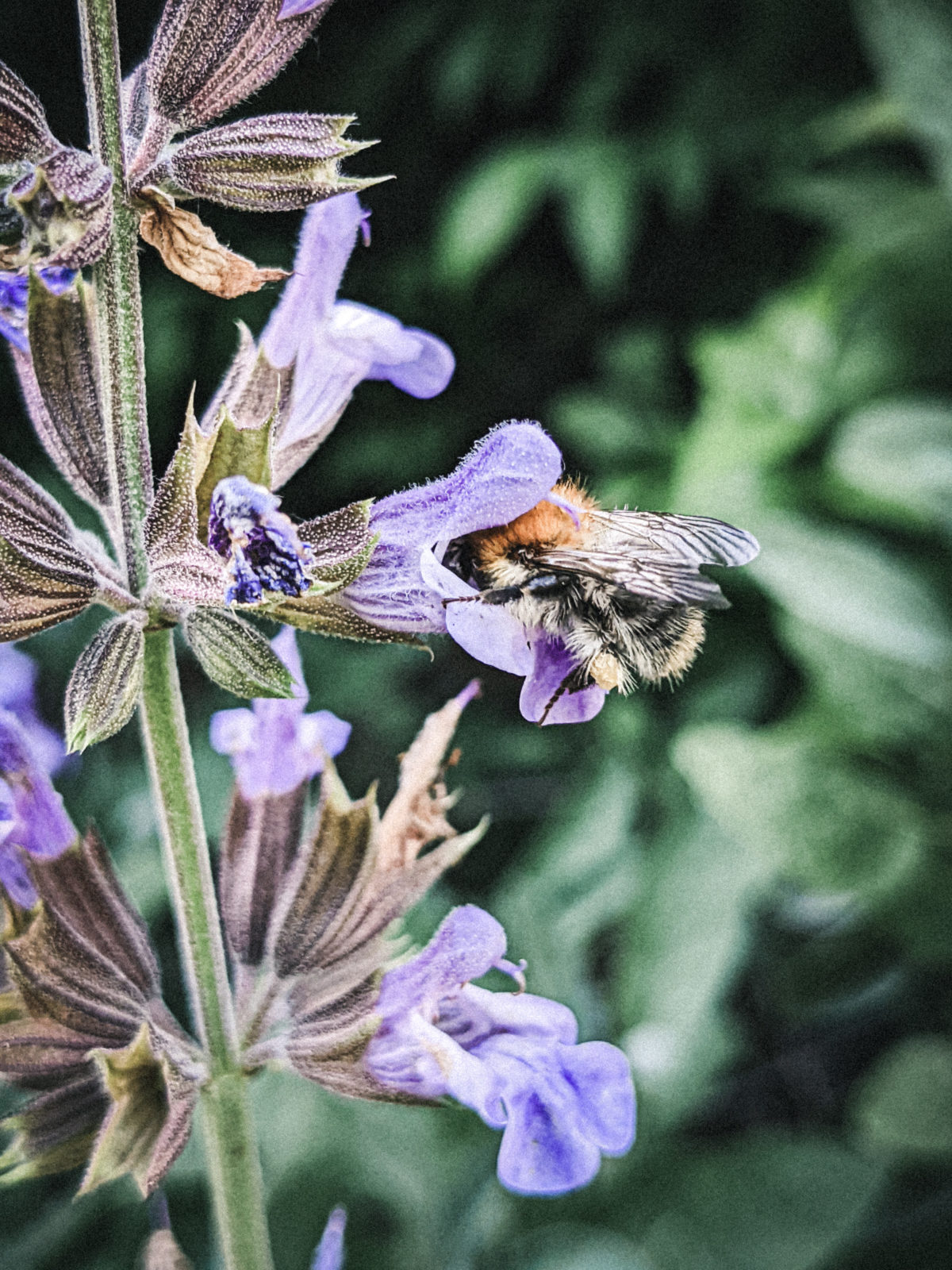 Ein Paradiesgarten entsteht