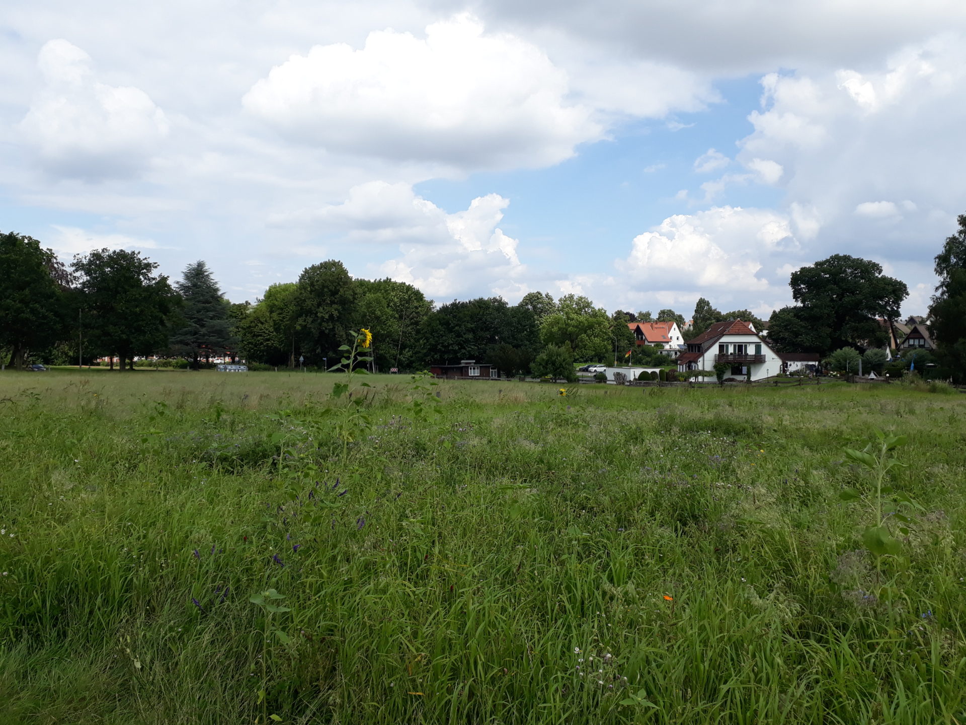 Blühwiese am Sommerweg – Grünzug Elsterweg in Spenge