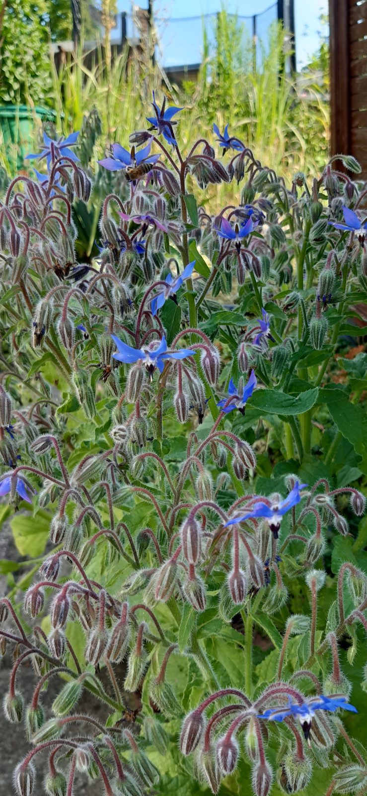 Bienenwiesen anlegen