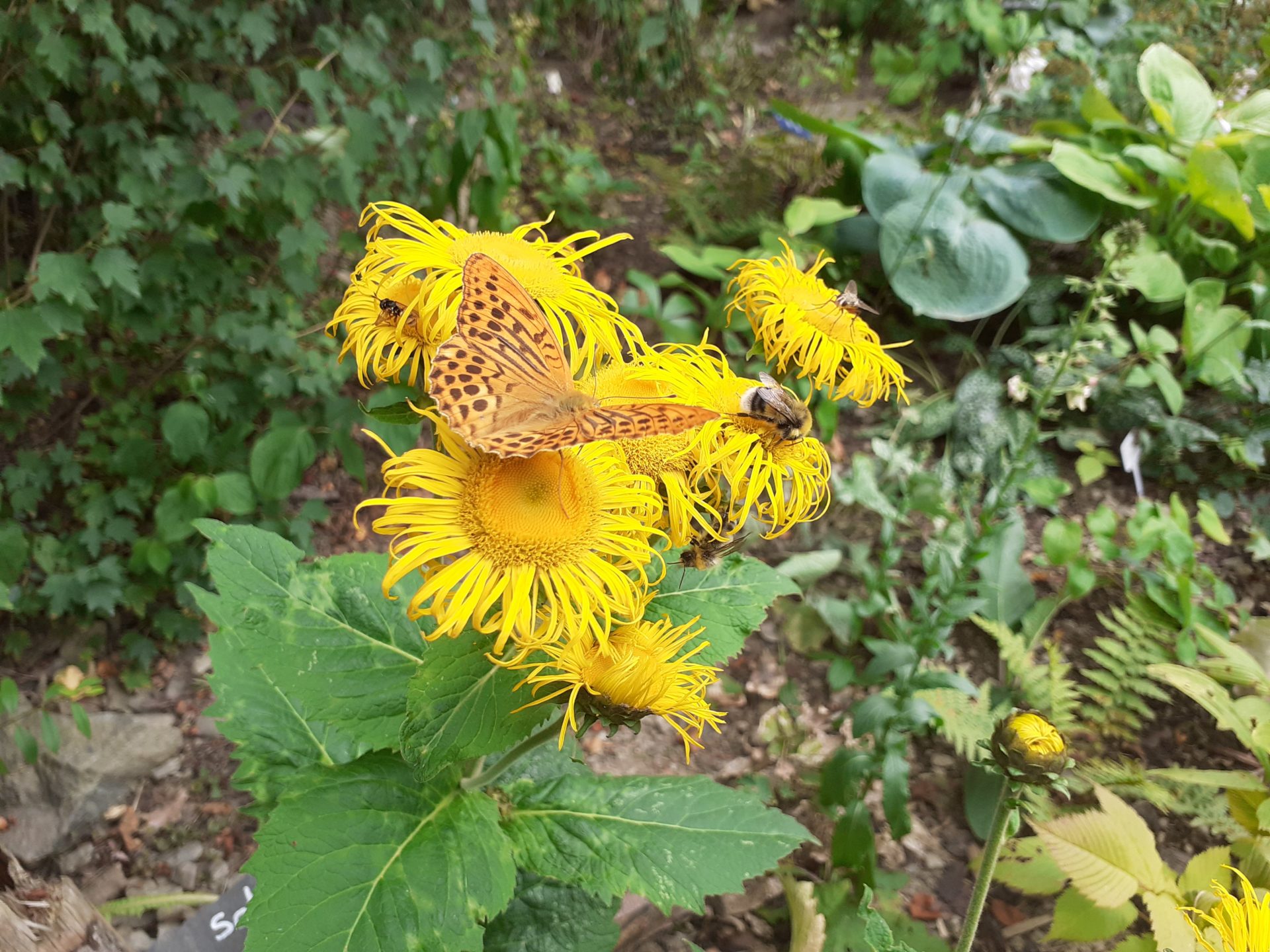 Mehr Natur im Garten