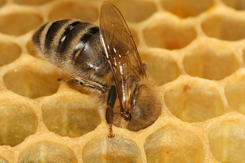 1000 Zwiebeln mit Frühblühern für unsere Bienen