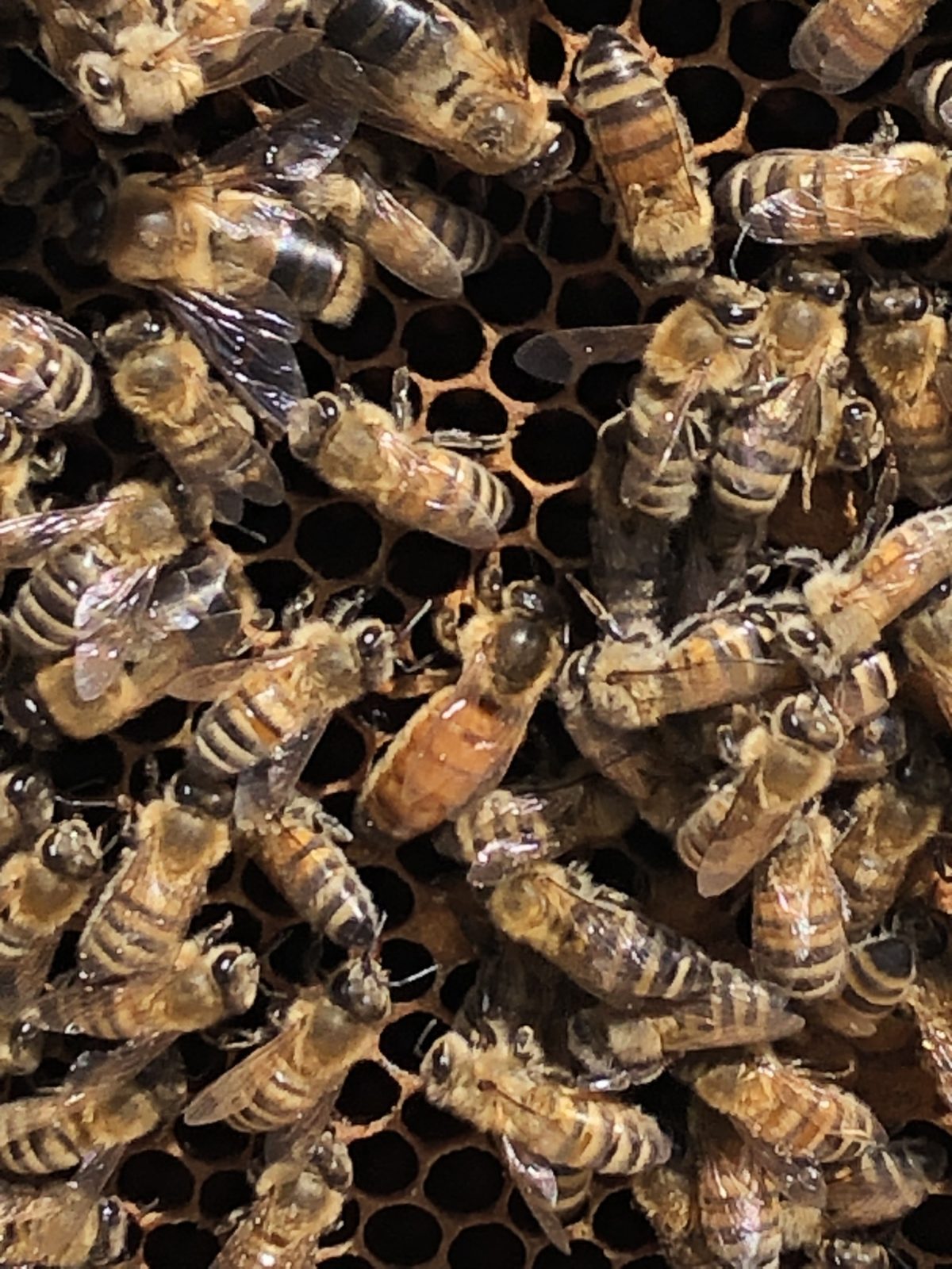 Die Campusbienen 🐝 Hannah Höch Gemeinschaftsschule