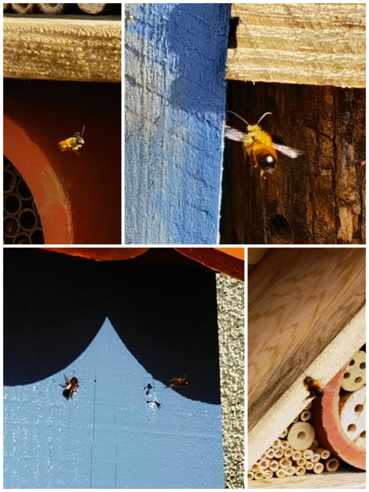 Ein Paradies für Wildbienen