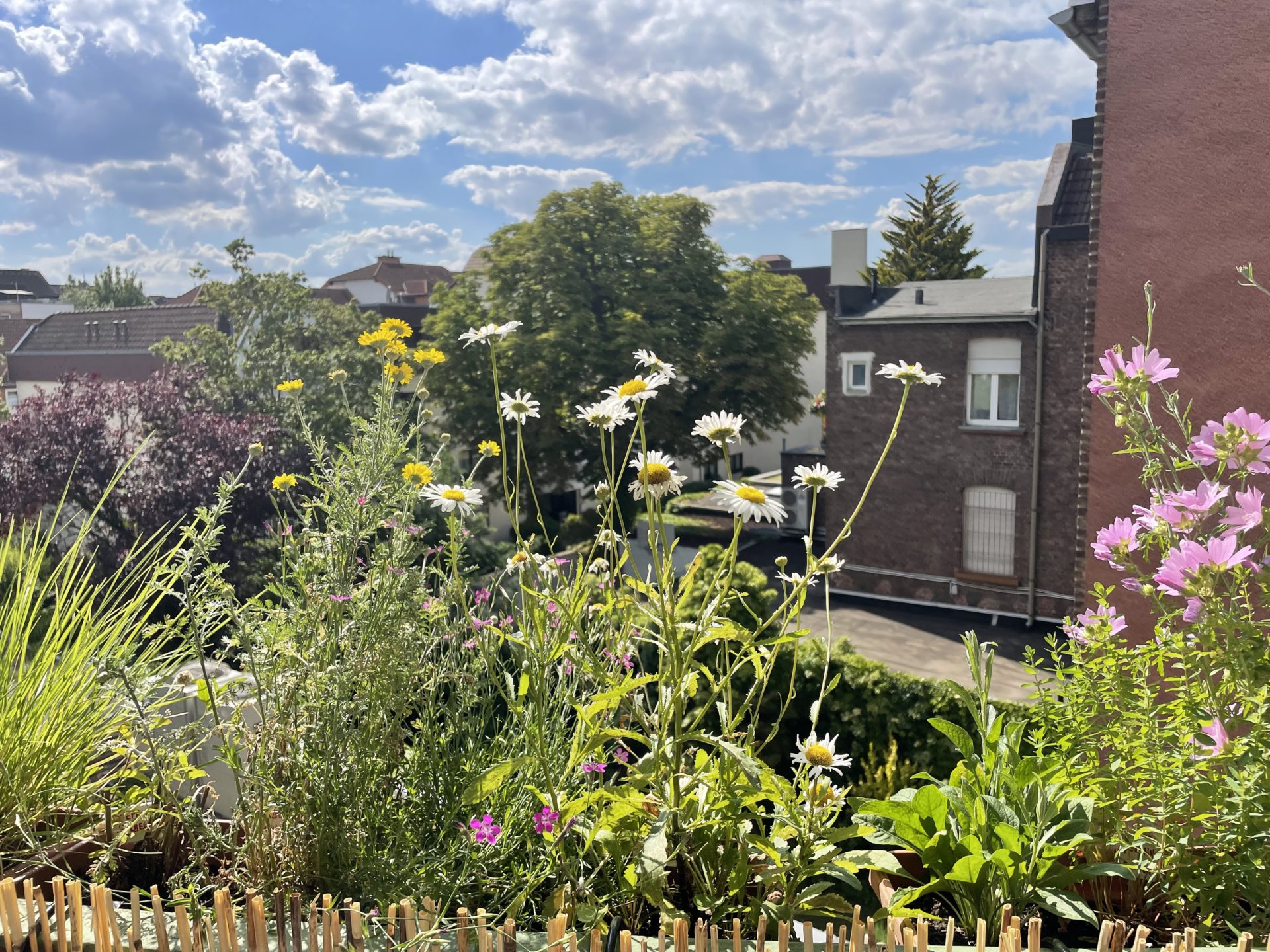 Meine Wildbalkö(l)nchen Oase in Köln