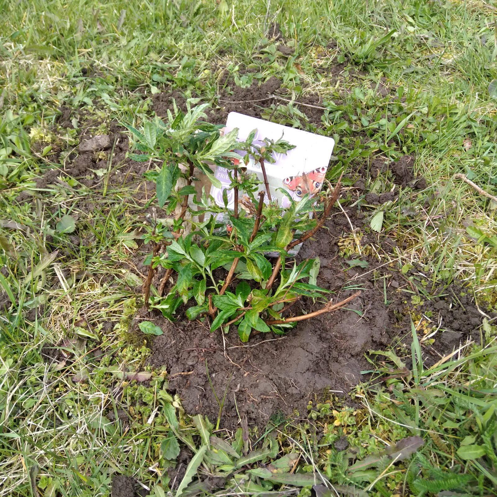 der erste Spatenstich