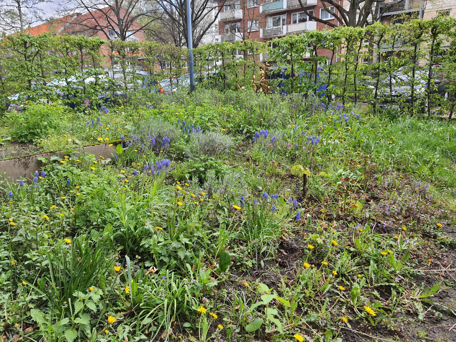 Naturgarten und Insektenbeet in Altona