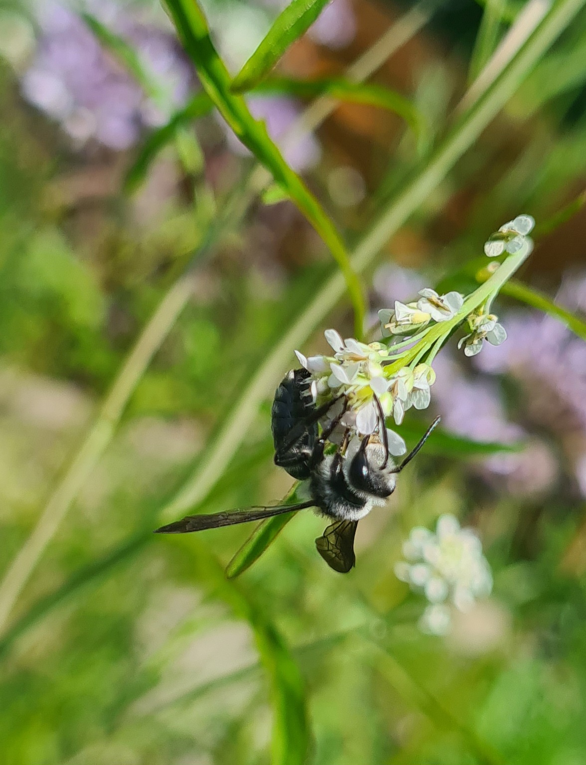 Kleingarten mit ganz viel Platz für Natur