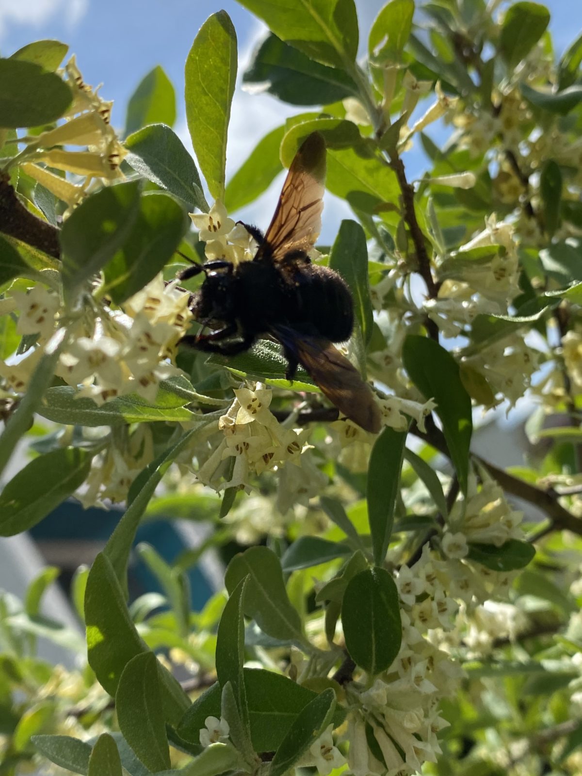 Naturgarten- jetzt auch mit Wildblumenwiese