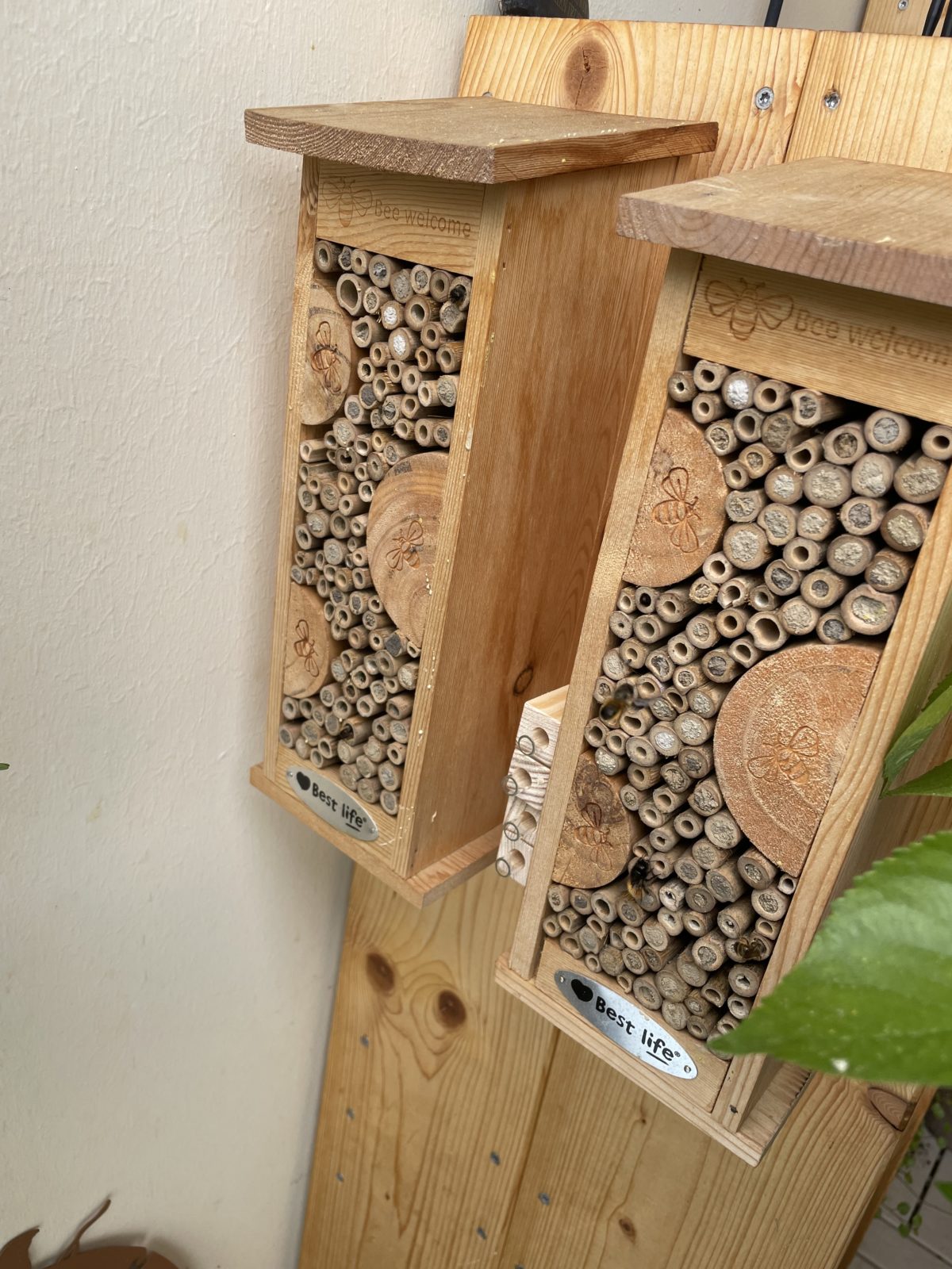 Kleine Bienenfarm auf dem Balkon