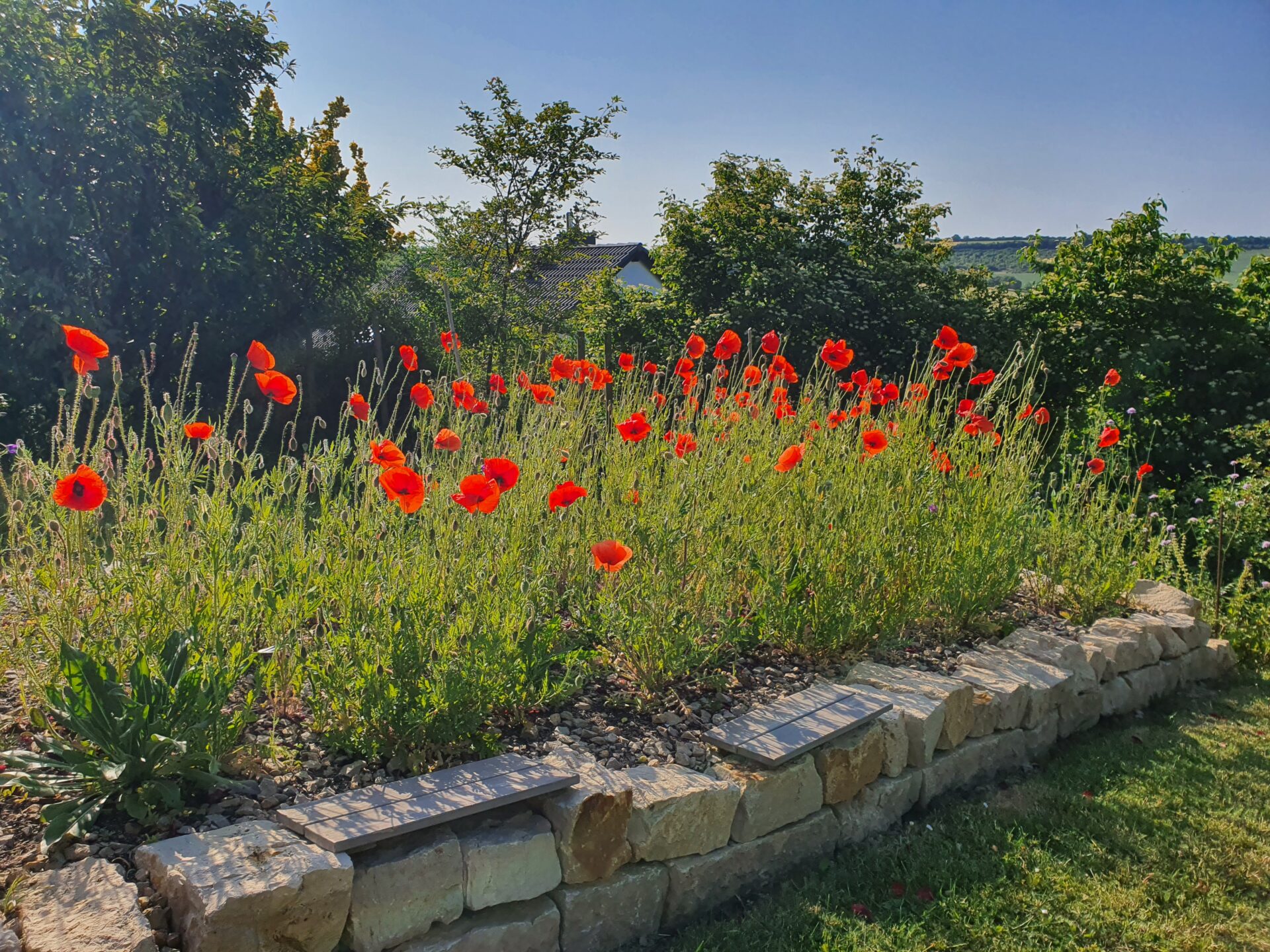 Unser Garten für Wildbienen, Hummeln und Schmetterlinge – Wir erweitern den Lebensraum!