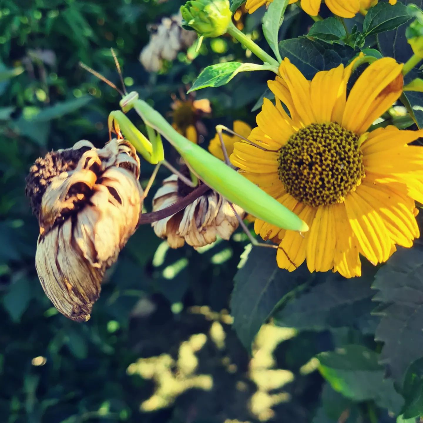 Unser Garten