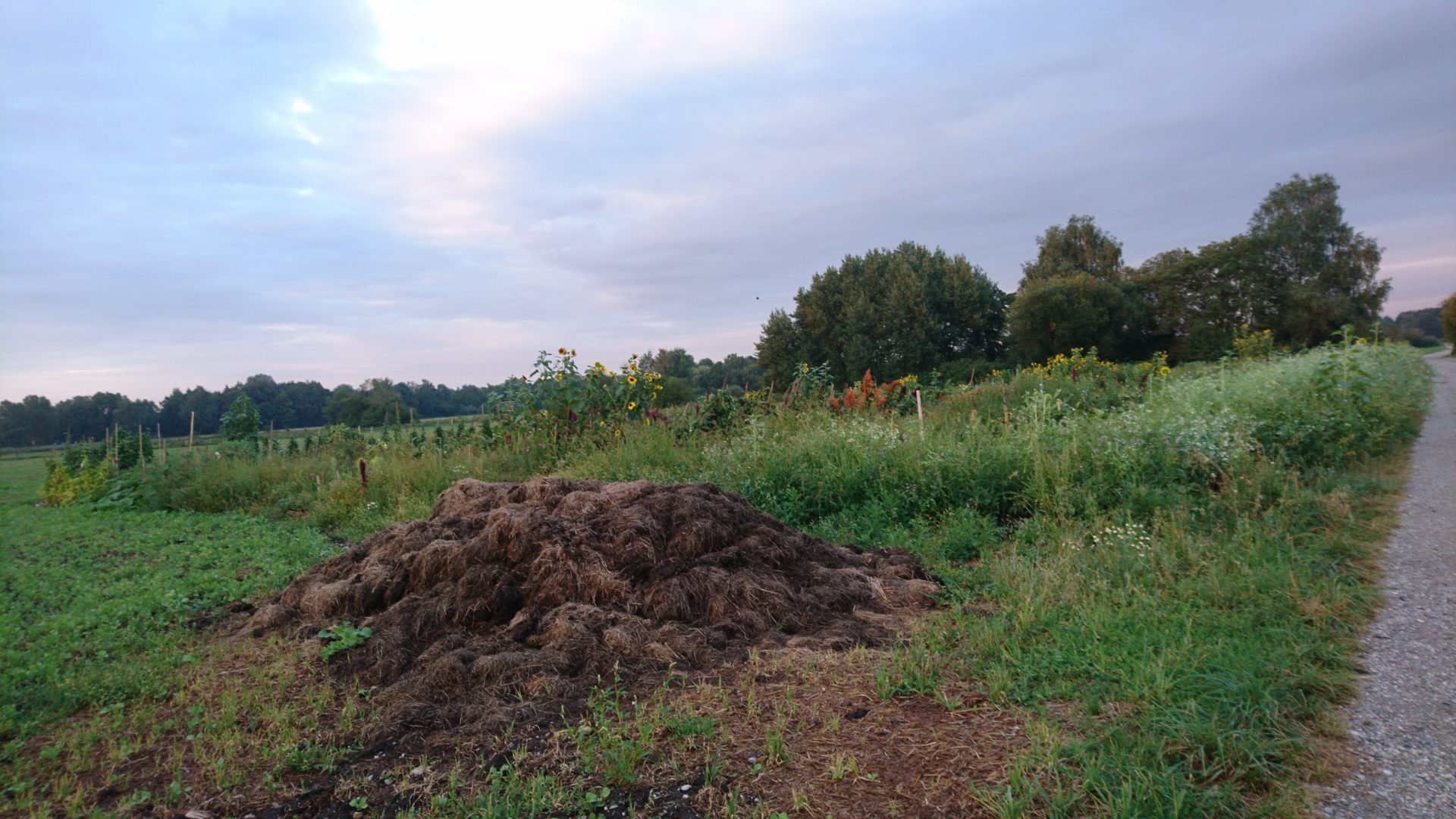 Insektenvielfalt und Nutzpflanzen erhalten–wir machen es im Storchengarten