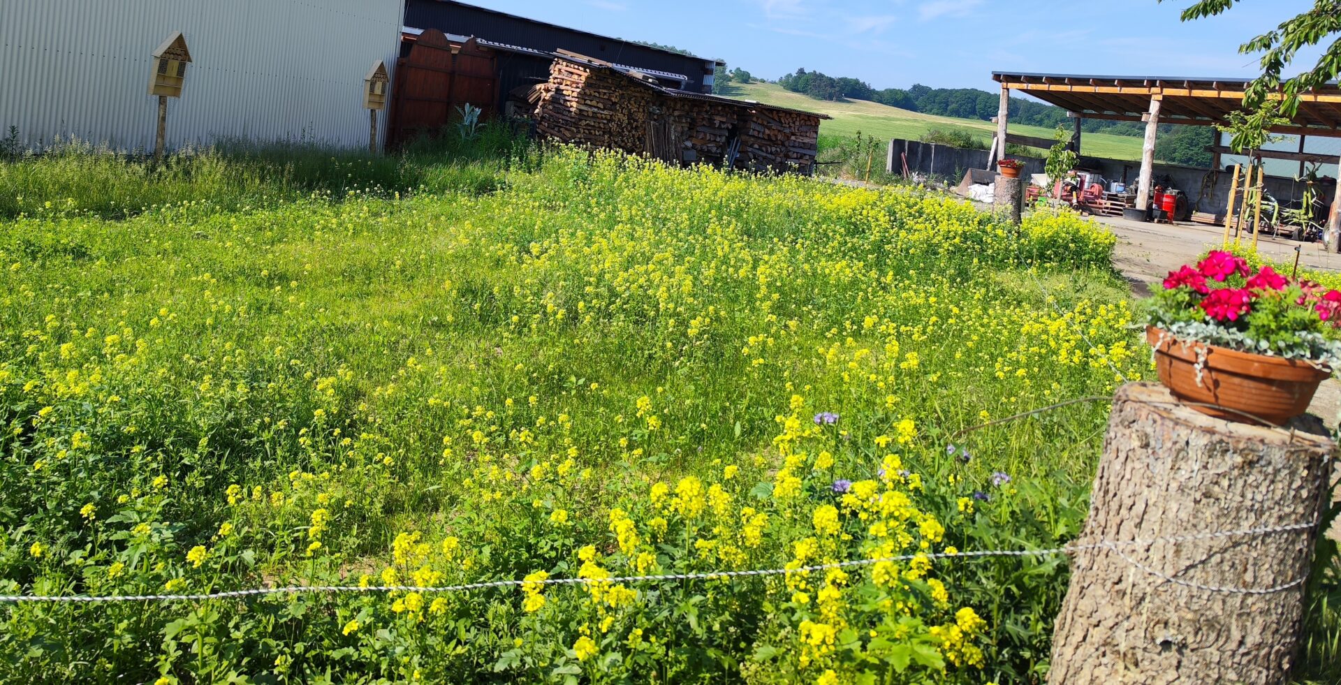 Neu Gestaltung von einer Hecke und den Garten
