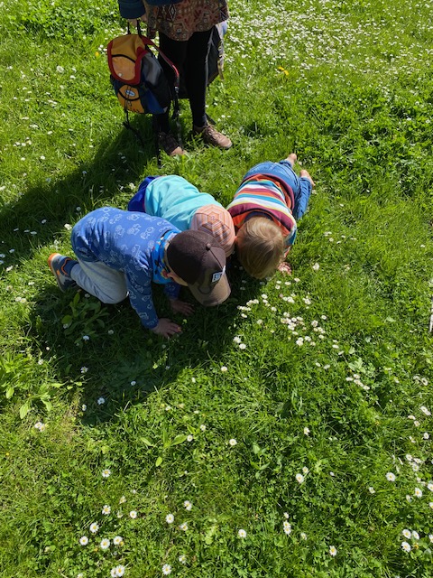 Bienefreundliche Farbtupfer im Gemeindegarten