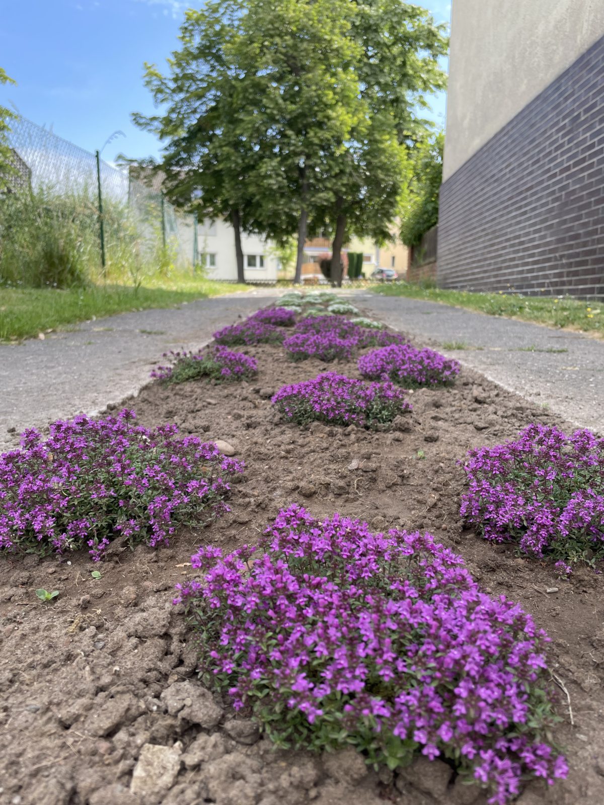 Duftende, blühende Auffahrt – ein Bienenbuffet und Herzensprojekt
