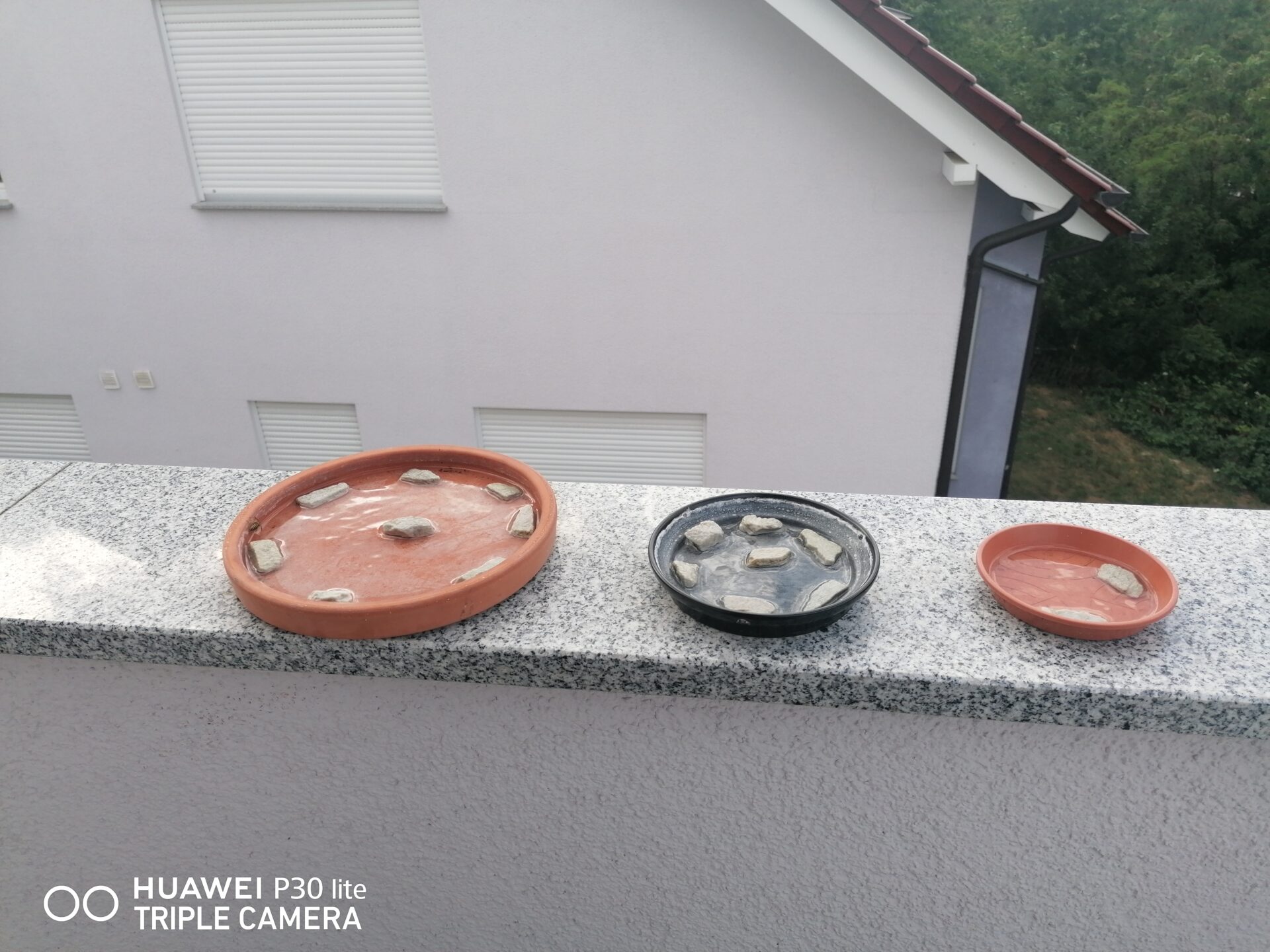 Bienen und Hummel Freundliche Pflanzen auf meinem Balkon