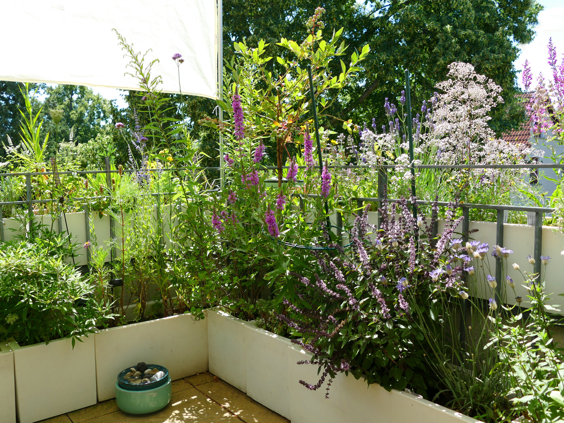 Bienen- und Hummelbalkon in Potsdam