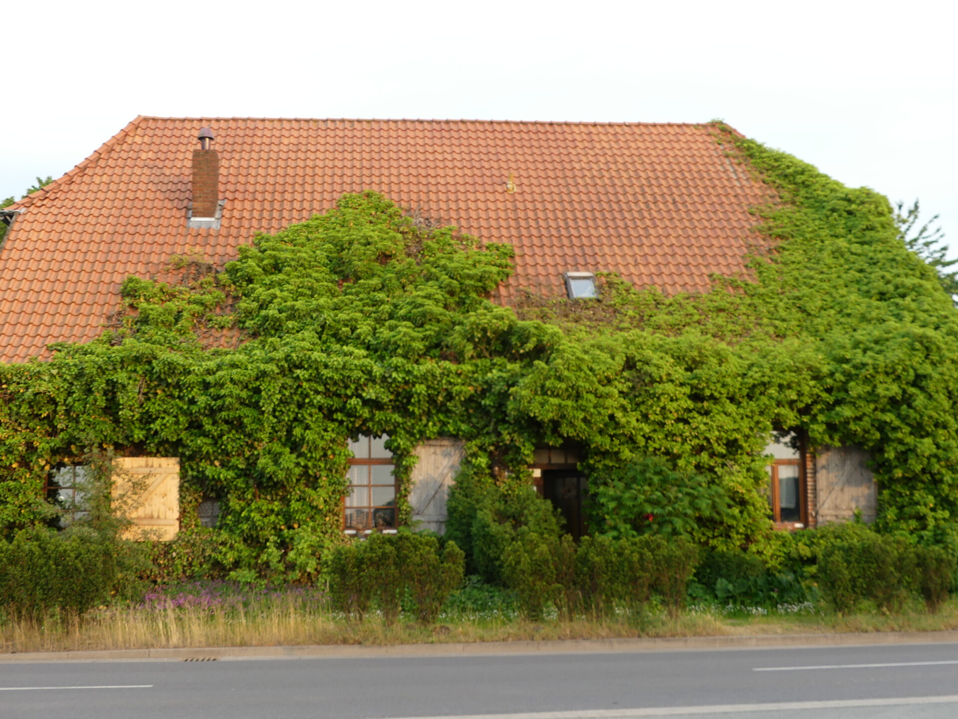 Hausbegrünung
