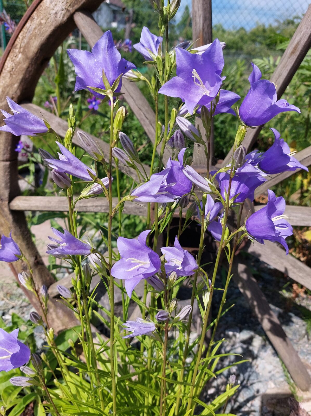 Ein Insektenparadies entsteht…