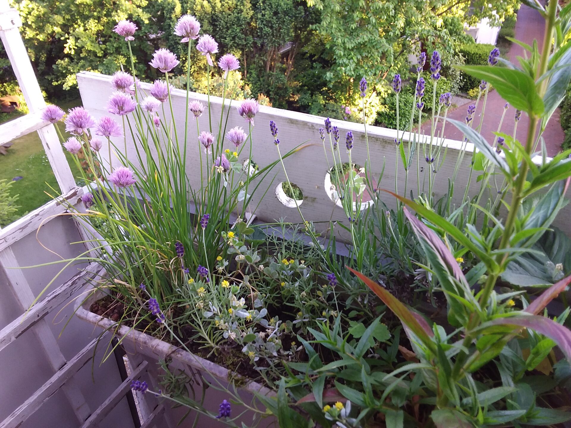 Ein Naschbalkon nicht nur für uns