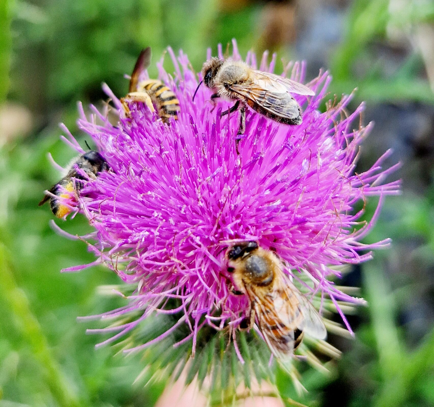 Vom einfachen Rasen zum liebevollen Natur/ Nutzgarten