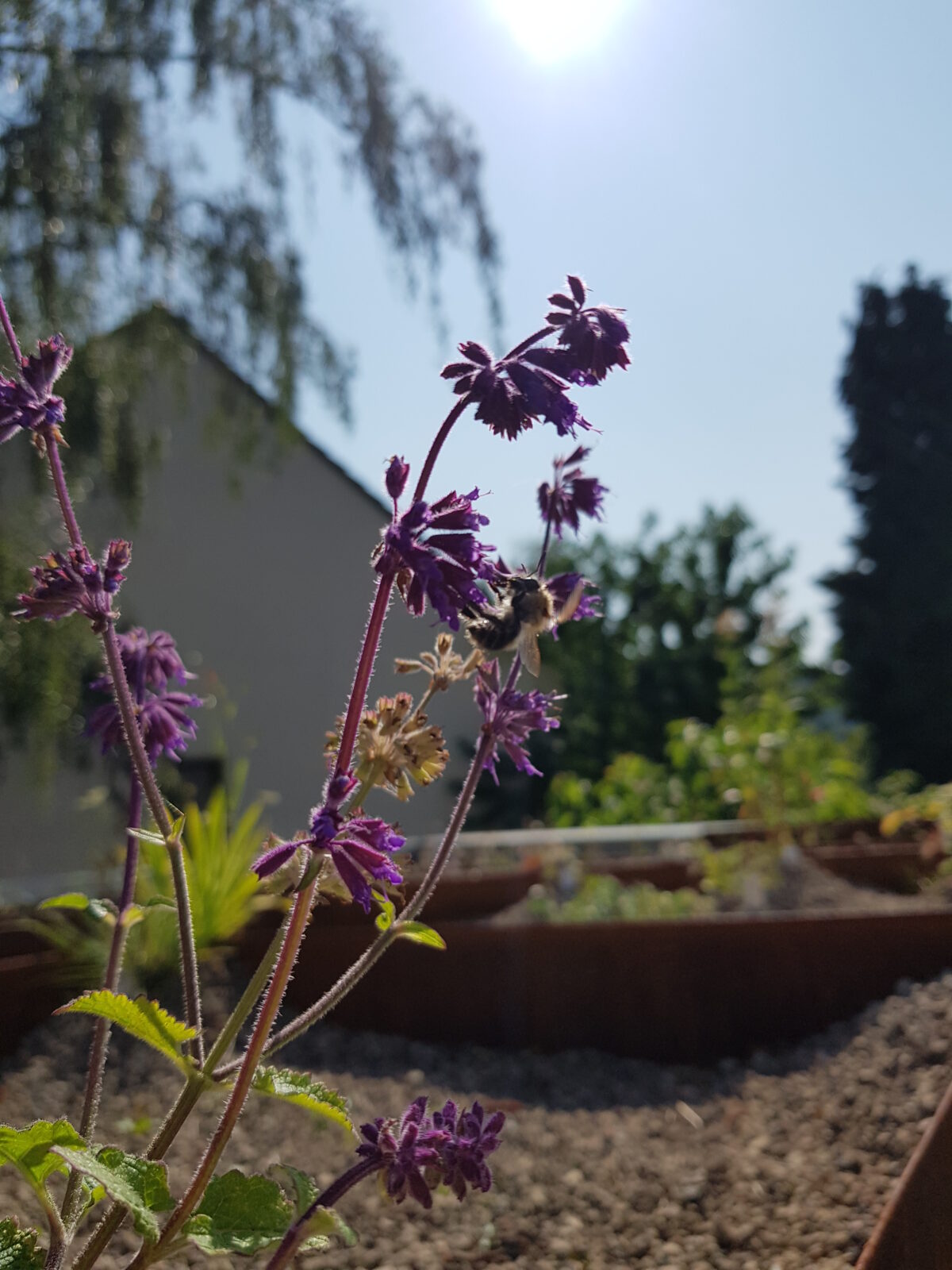 Ein Gründach für die Friedrichsburg