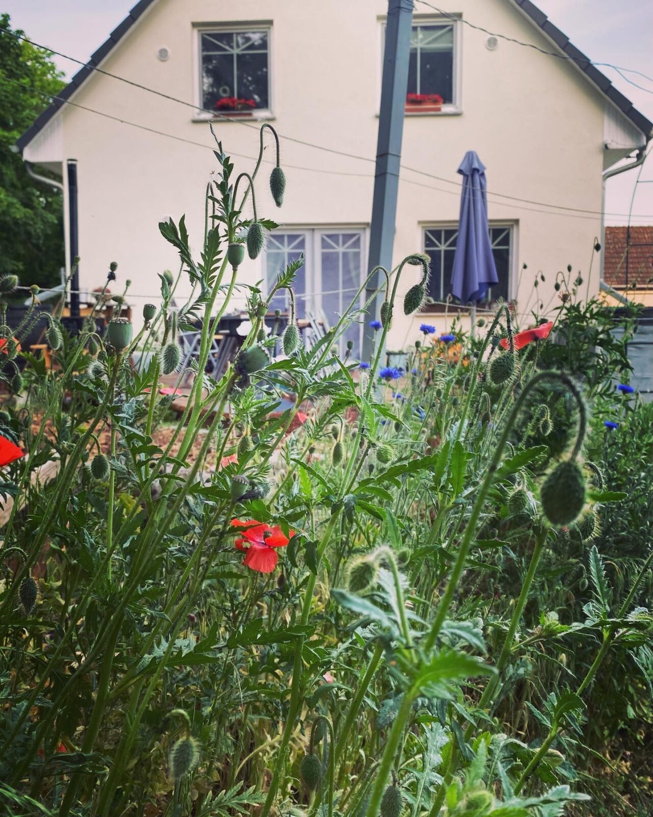 Vom Brachland zum Naturgarten