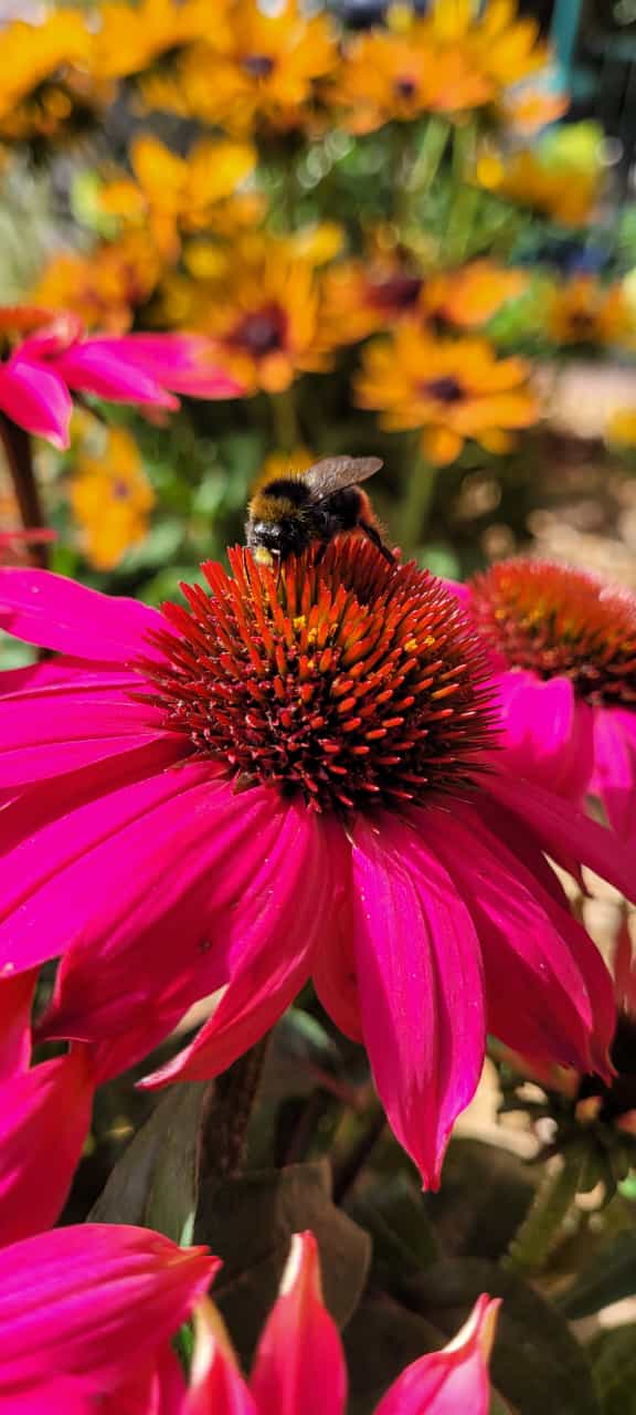 Bienenfreundlicher soll es werden……