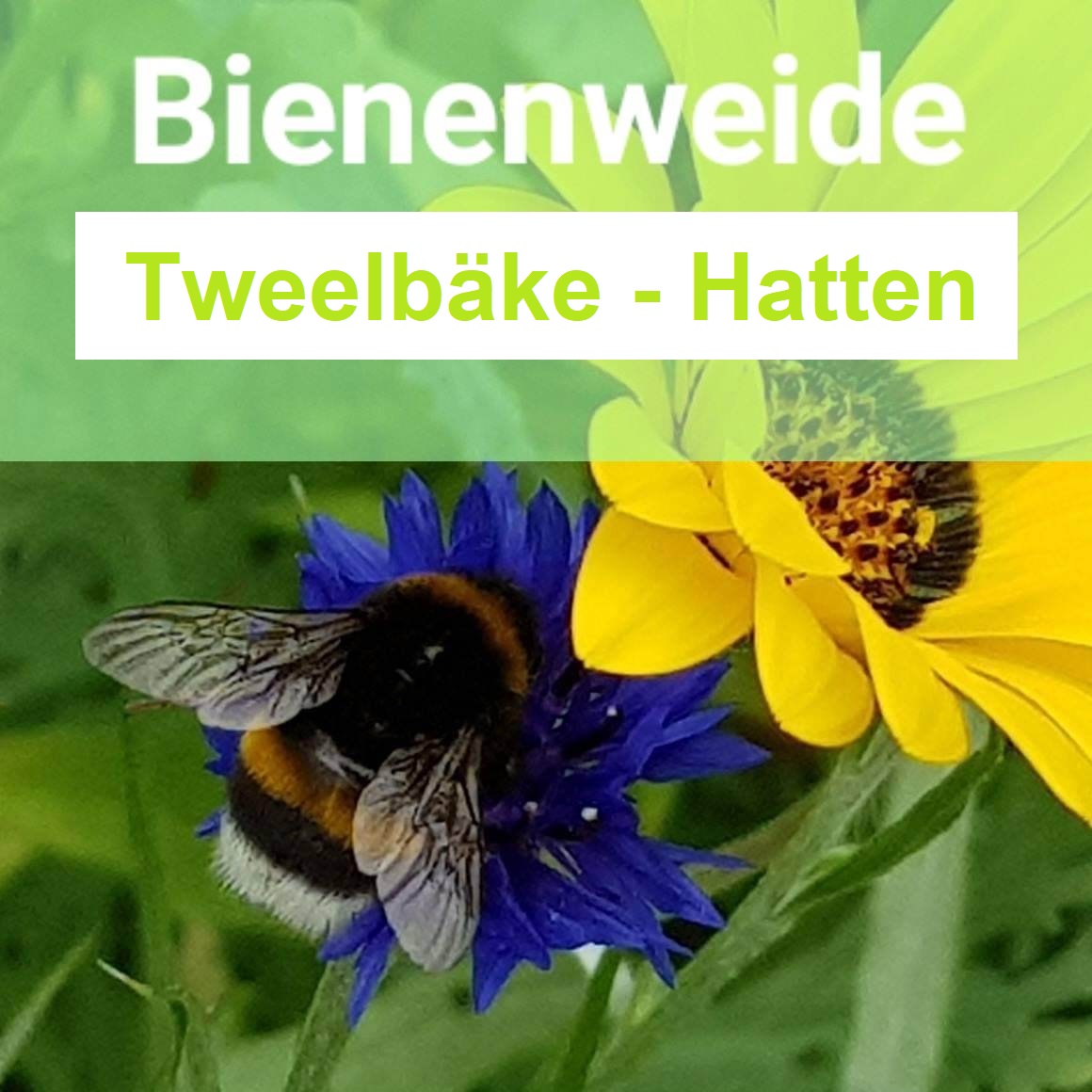 Bienenweide Tweelbäke