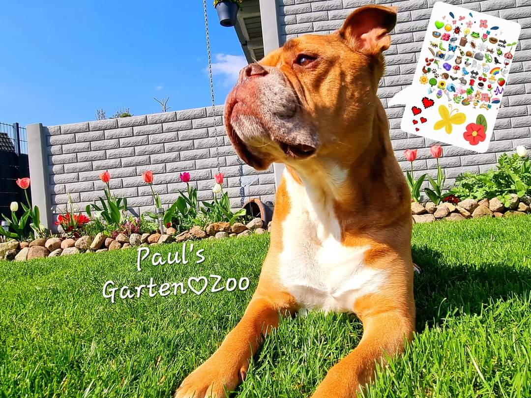 Paul’s WildBlumenVorgarten