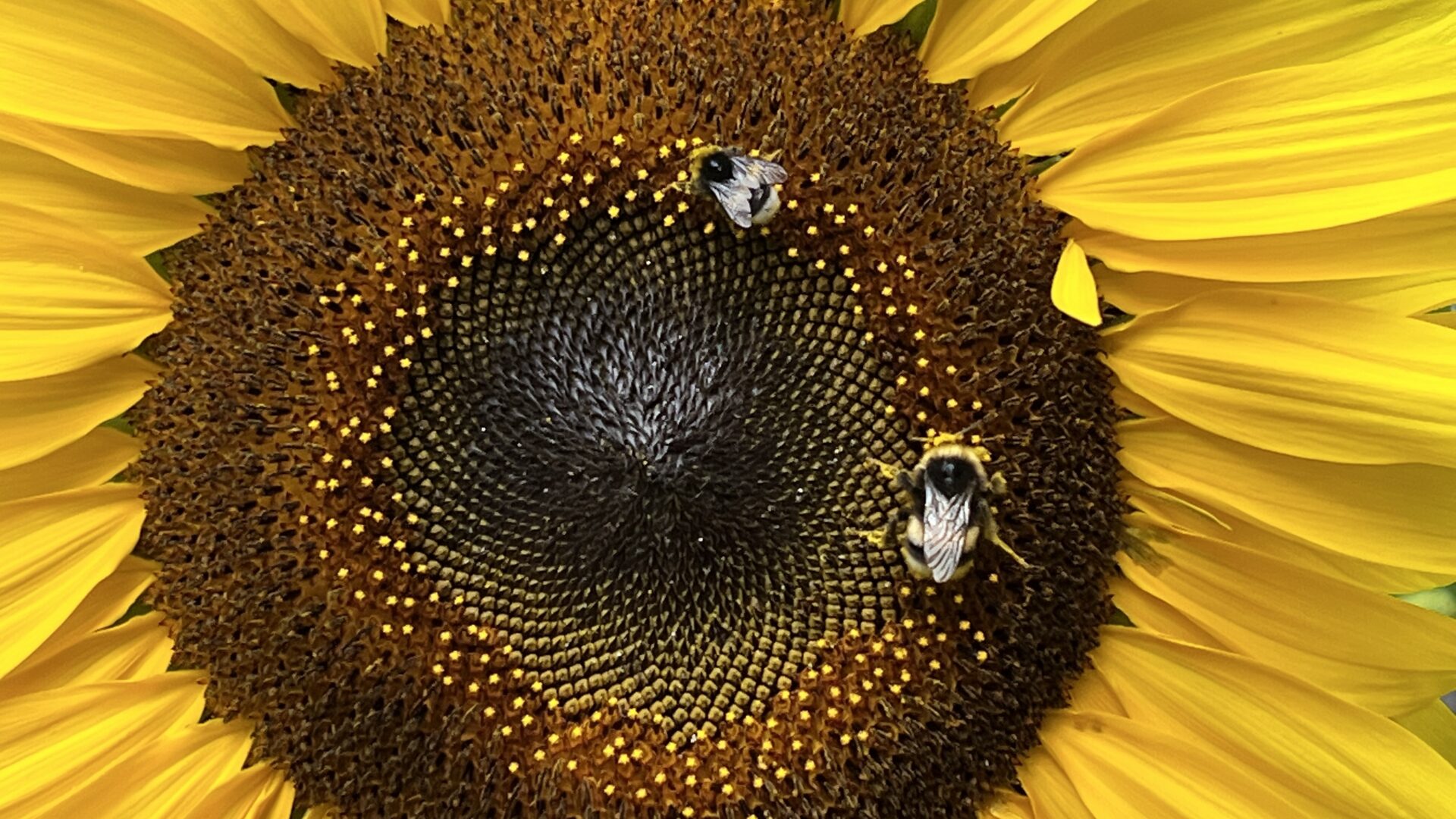 Bienenfreundliche Blumenwiese