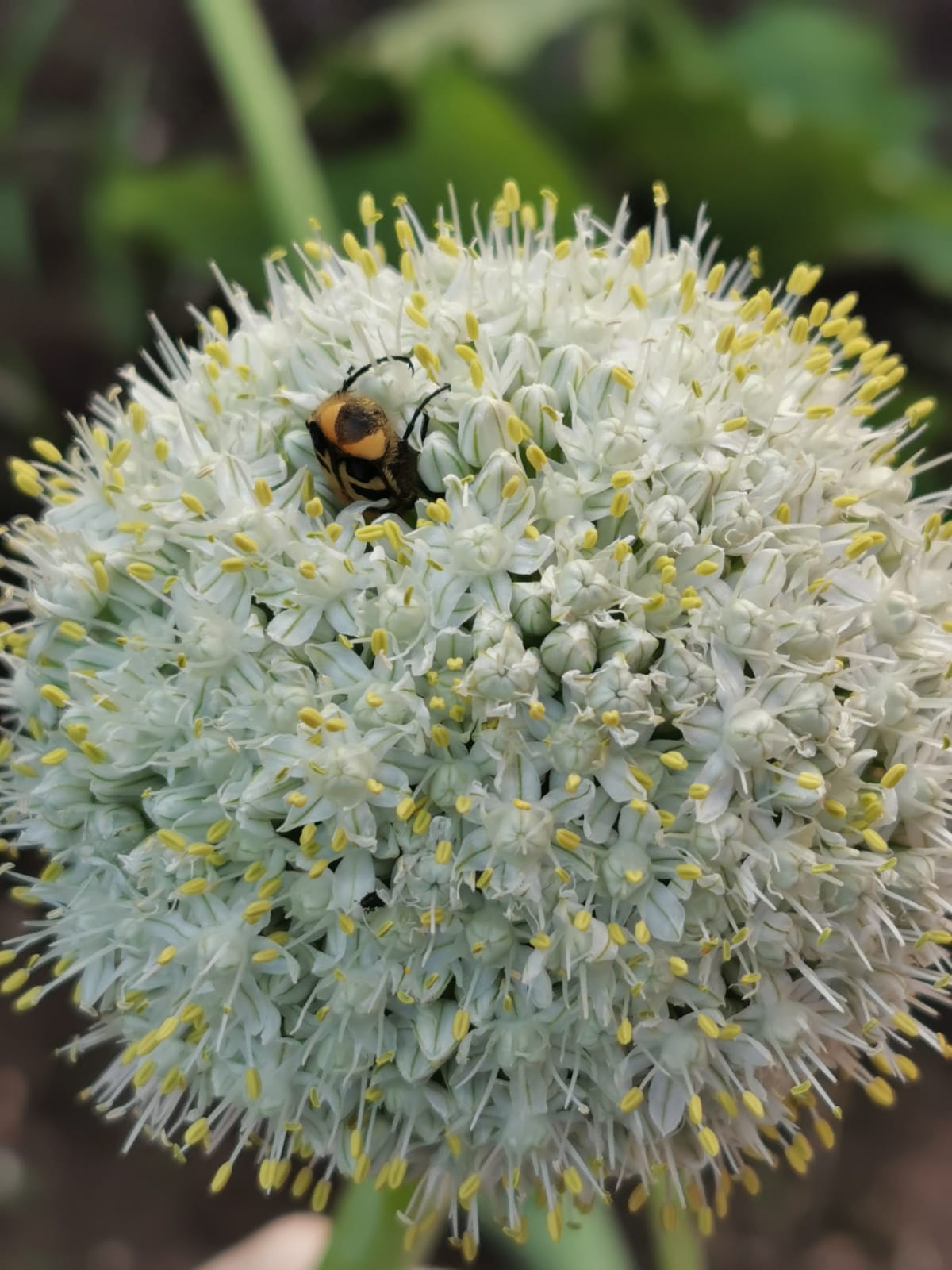 Von der Brennnesselwüste zum blühenden Kräutergarten