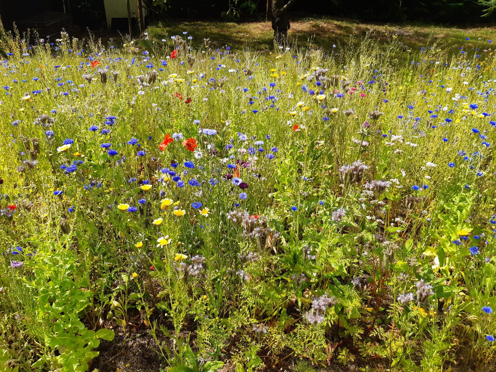 Bienenweide in Gartenverein Waldesfrieden e.V. Burgstädt