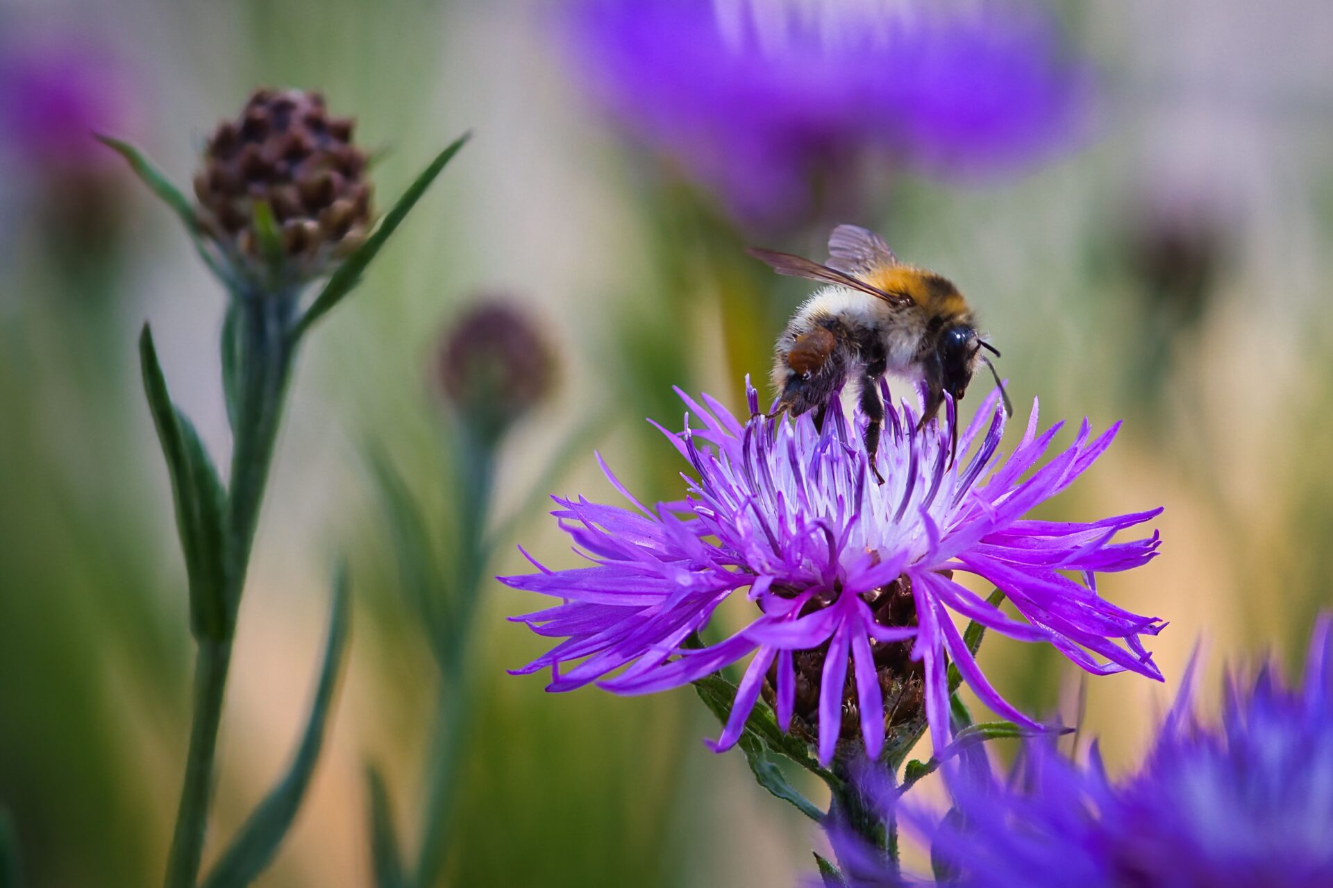 Verwöhnprogramm für Bienen