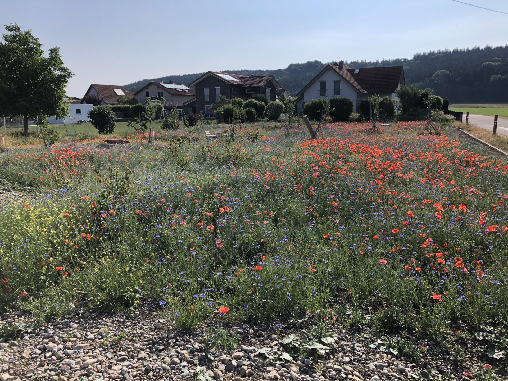 Eine etwas andere Obstwiese in Günz