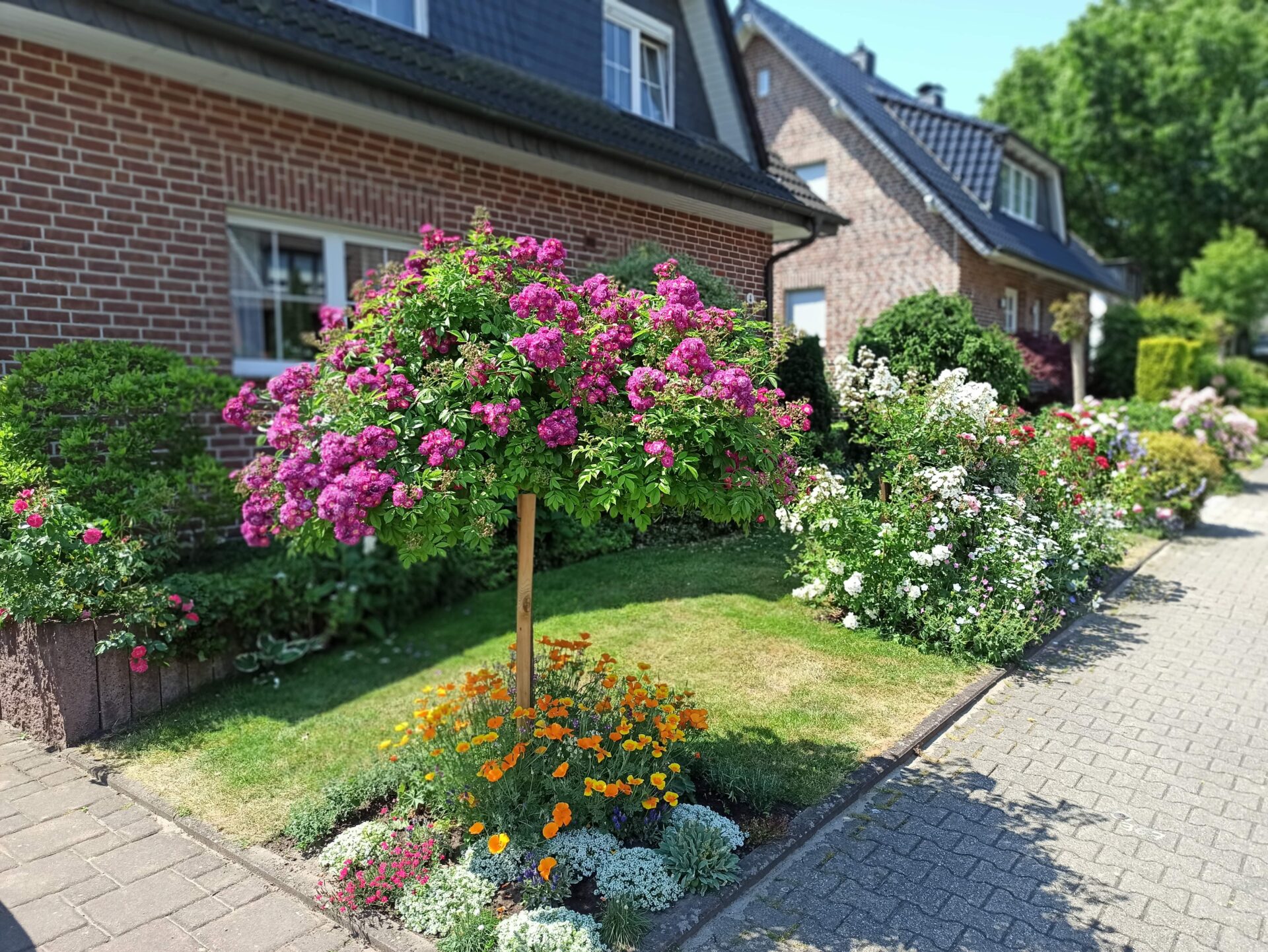Bienenfreundlicher Vorgarten!