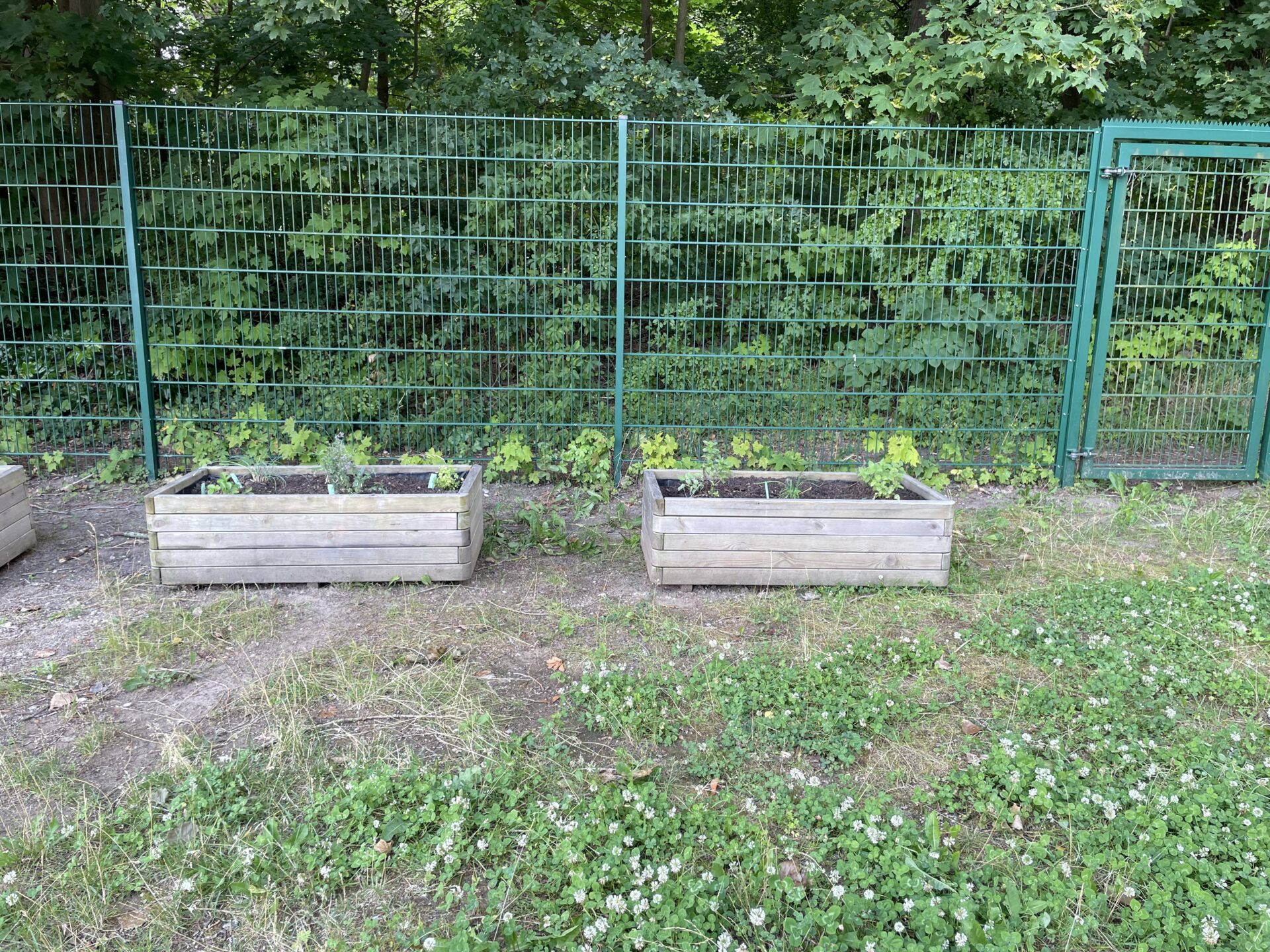 Insektenparadiese auf dem Schulhof des Otto-Hahn-Gymnasiums in Geesthacht