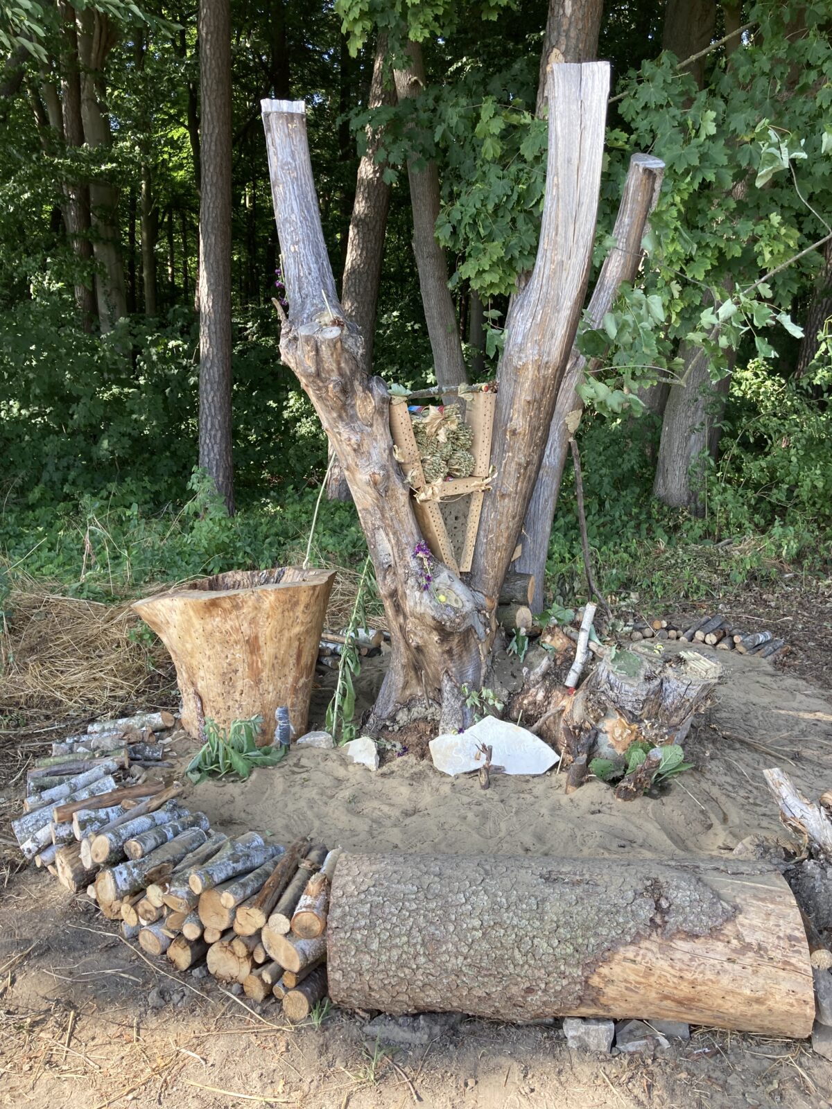 Wir bauen ein Insektenheim mit Sandarium