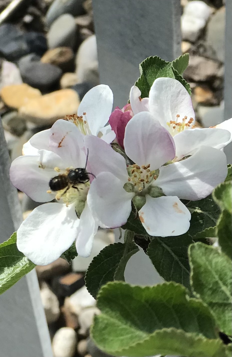 Bienenfreundliche Erweiterung der Dachterrassenbepflanzung und bereits bestehender Dachbegrünung