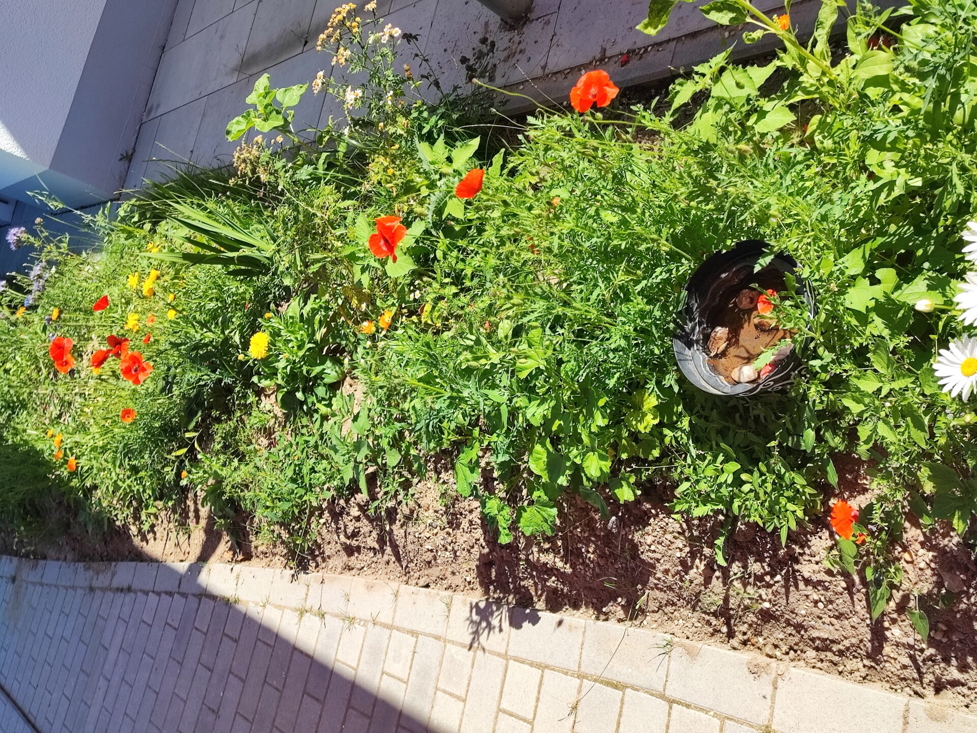 Vogelfreundlicher Garten