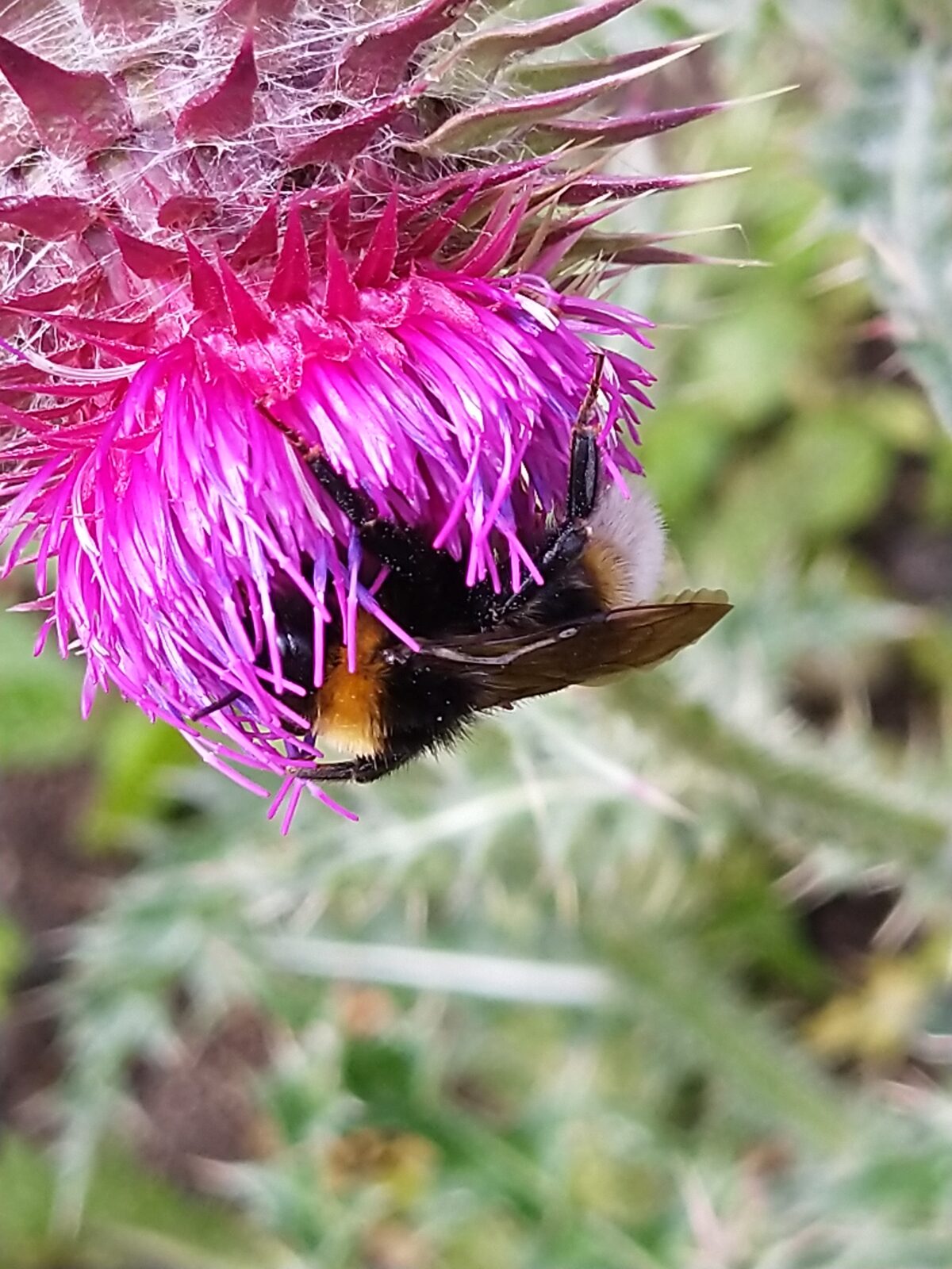 Natur in meinem Garten