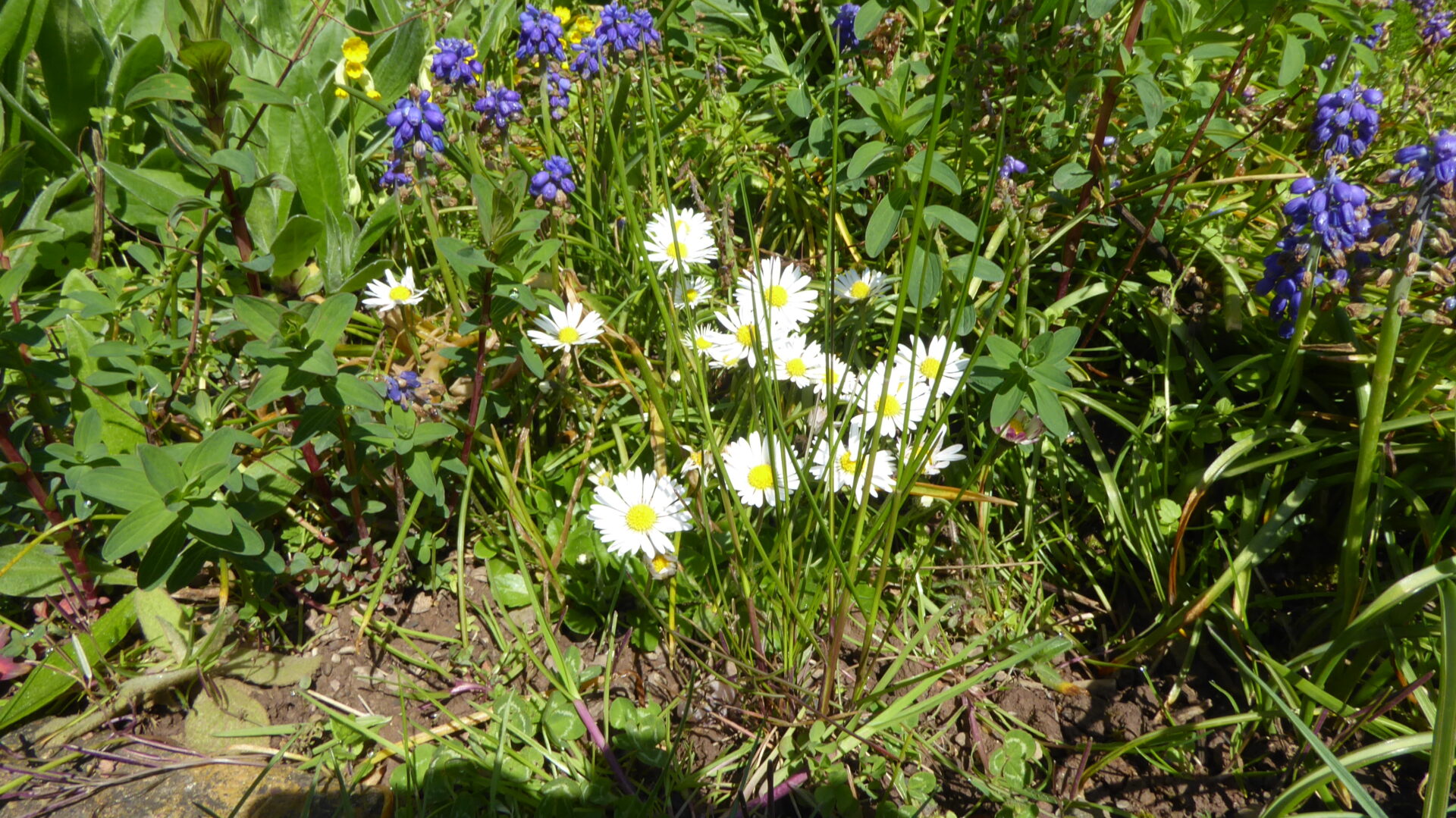 Naturnaher Haus- und Wirtschaftsgarten