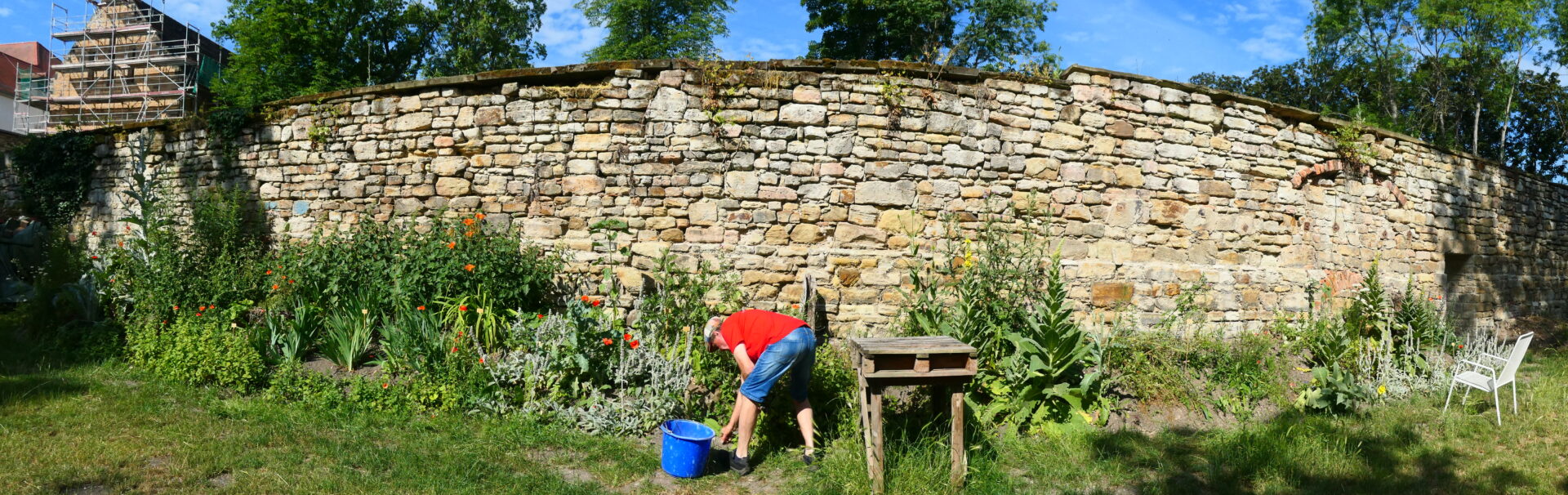 Insekten lieben vergessene Heilpflanzen