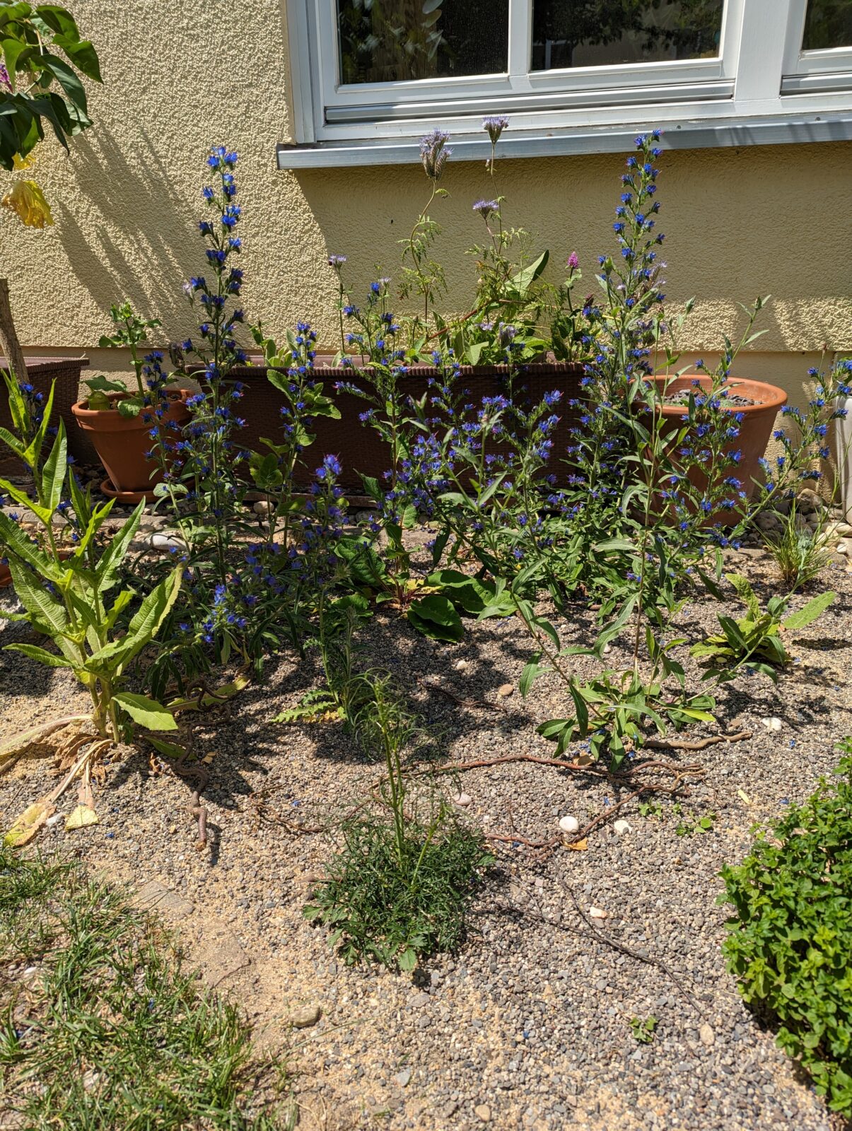 Mehr Vielfalt im kleinen Familiengarten