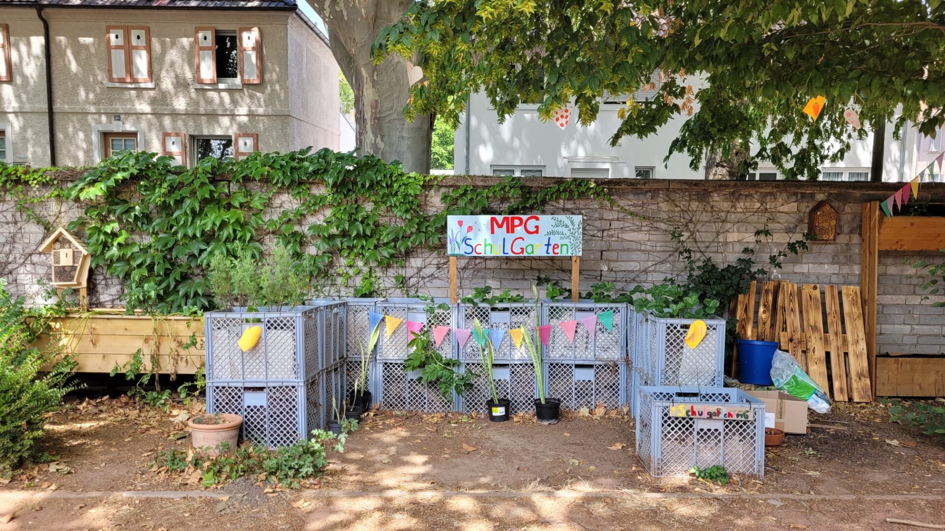 Der Schulgarten des Max-Planck-Gymnasiums blüht auf!