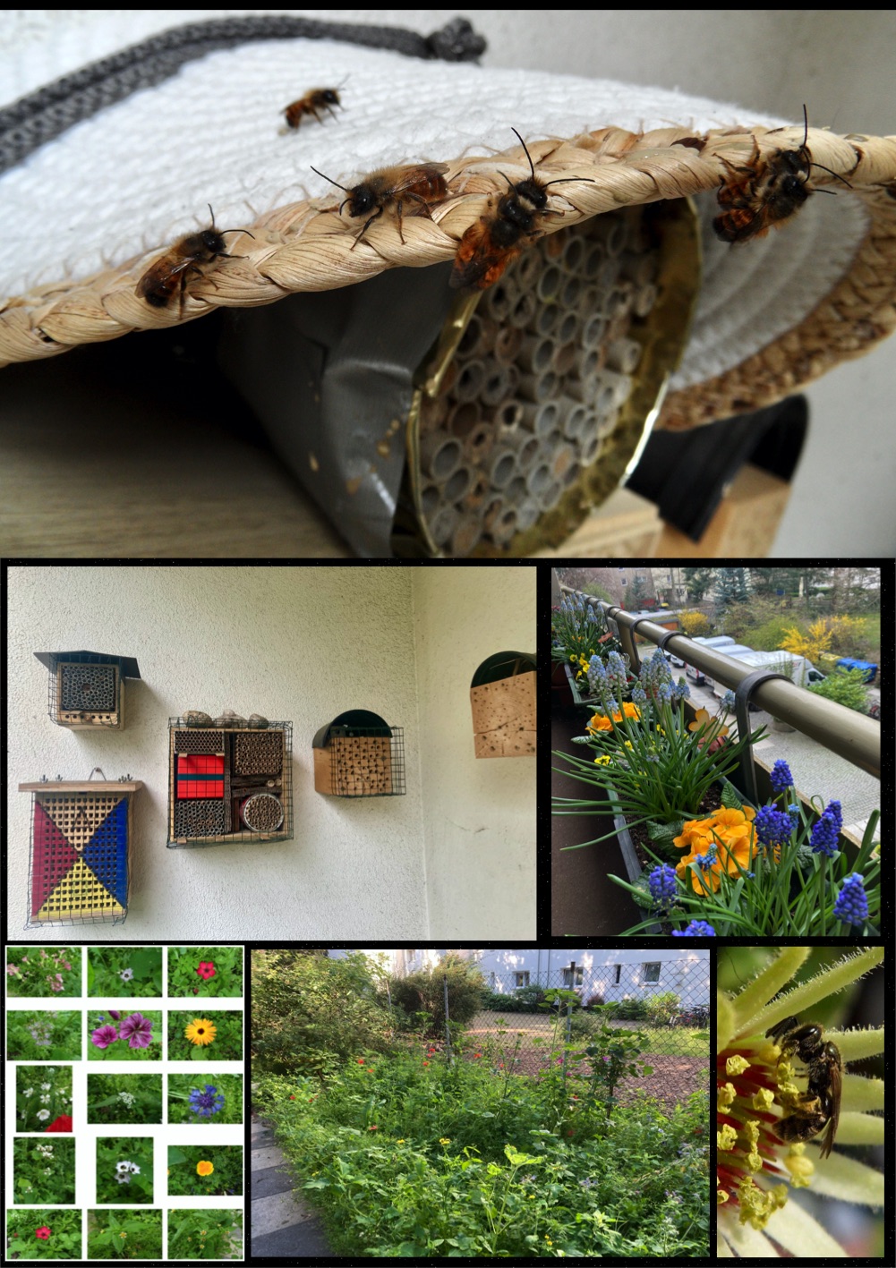 Schoeneberg Bienen Balkon & Garten Blumen Wiese
